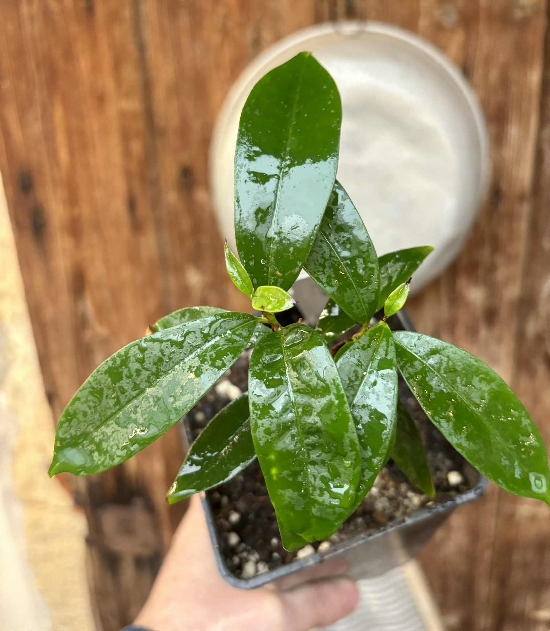 Eugenia sp Cereja Grande da Bahia - 1 potted plant / 1 getopfte Pflanze