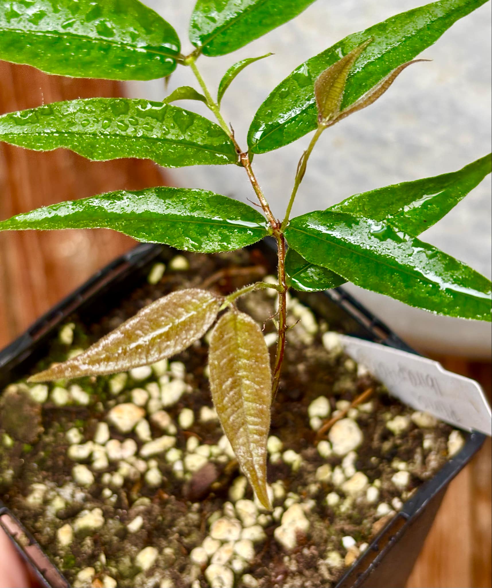 Plinia sp Ibirapitanga -  1 fresh potted seedling / 1 frisch getopfter Sämling