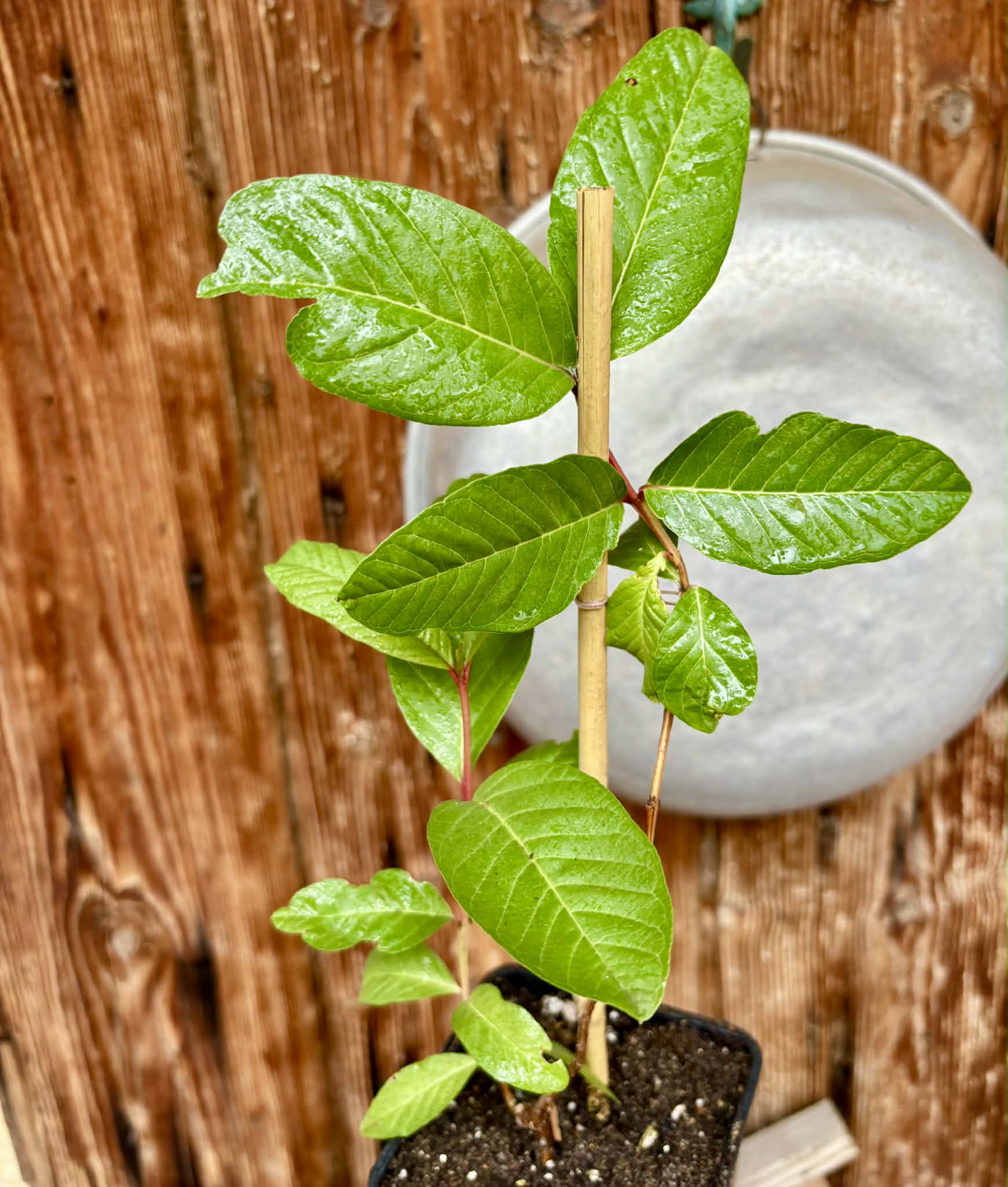 Psidium guajava - Pink Felah  - 1 potted plant / 1 getopfte Pflanze