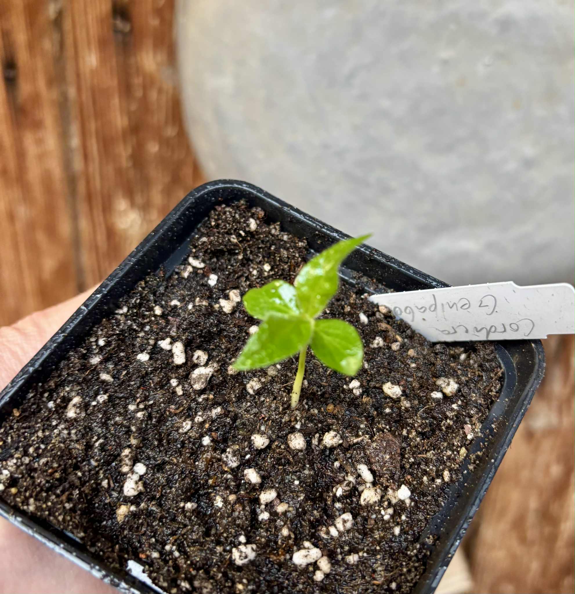 Cordiera sp Jenipapo - 1 potted seedling / 1 getopfter Sämling