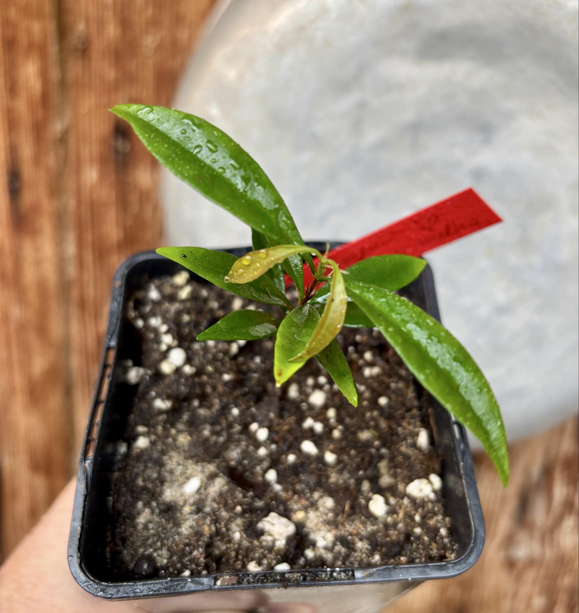 Eugenia sp Itacare vermelha -  1 potted seedling / 1 getopfter Sämling