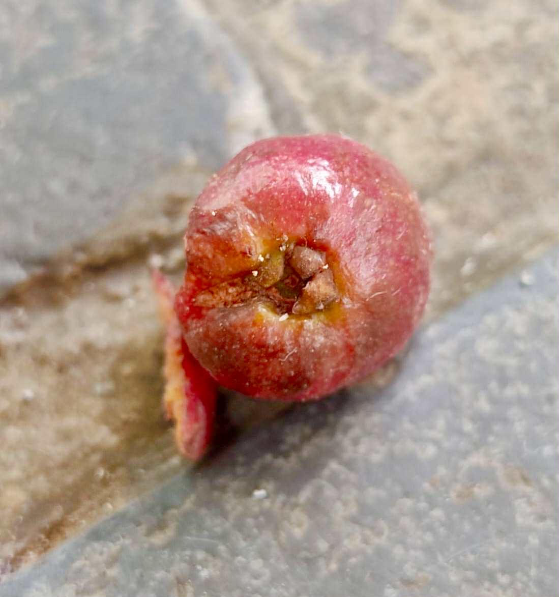 Eugenia sp Independencia - 1 fresh seed / 1 frischer Samen