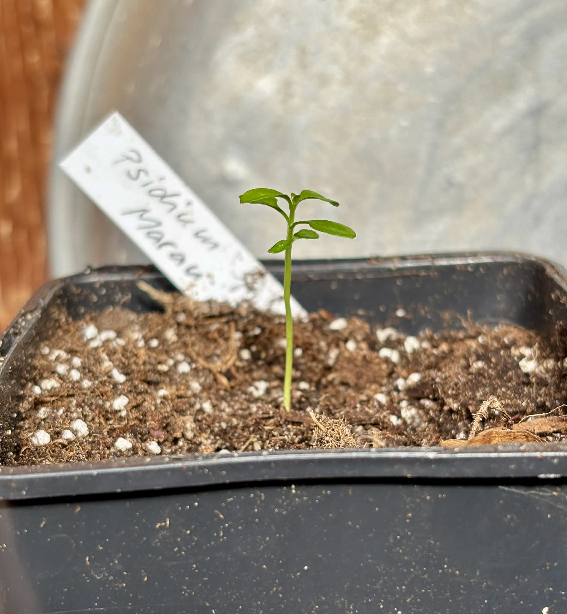 Psidium sp Marau - 1 potted seedling / 1 getopfter Sämling