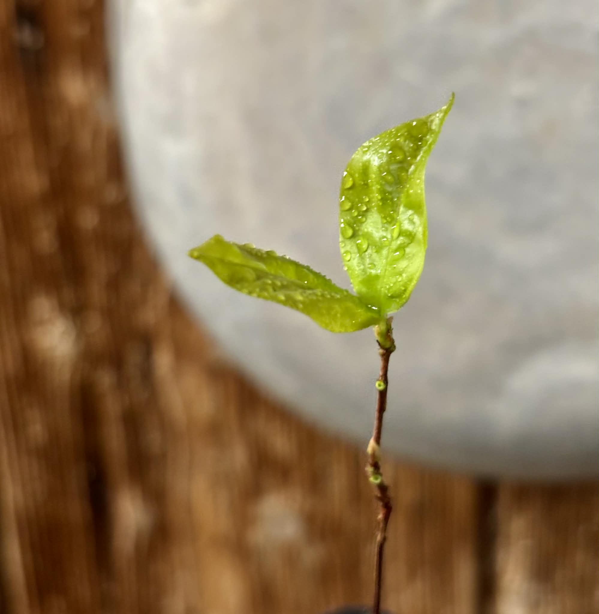 Cagaita var. "Brinco de Princesa" (Eugenia dysenterica) - 1 potted plant / 1 getopfte Pflanze