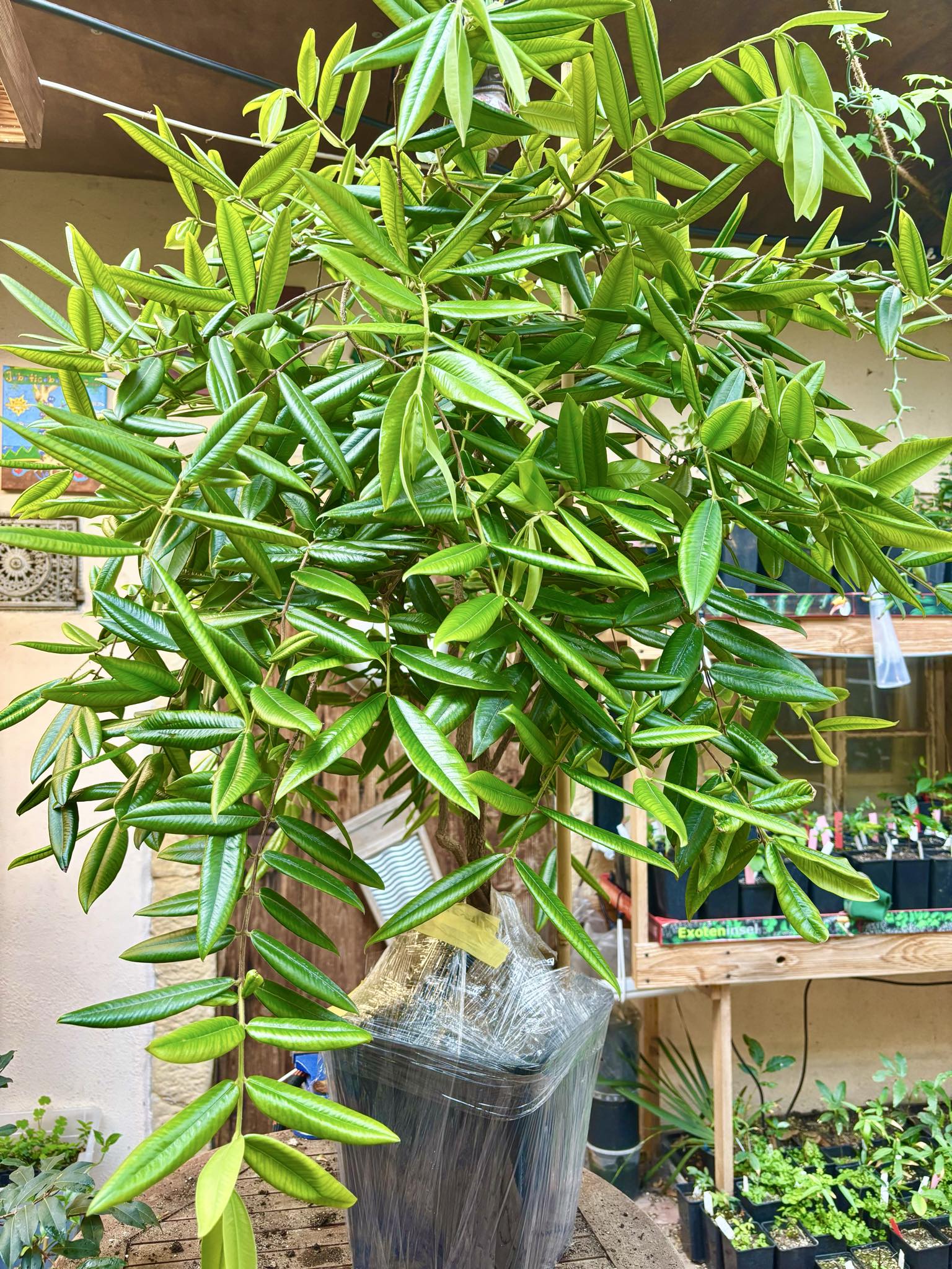 9 years old - Yellow Jaboticaba (Myrciaria glazioviana) - 1 potted plant / 1 getopfte Pflanze 