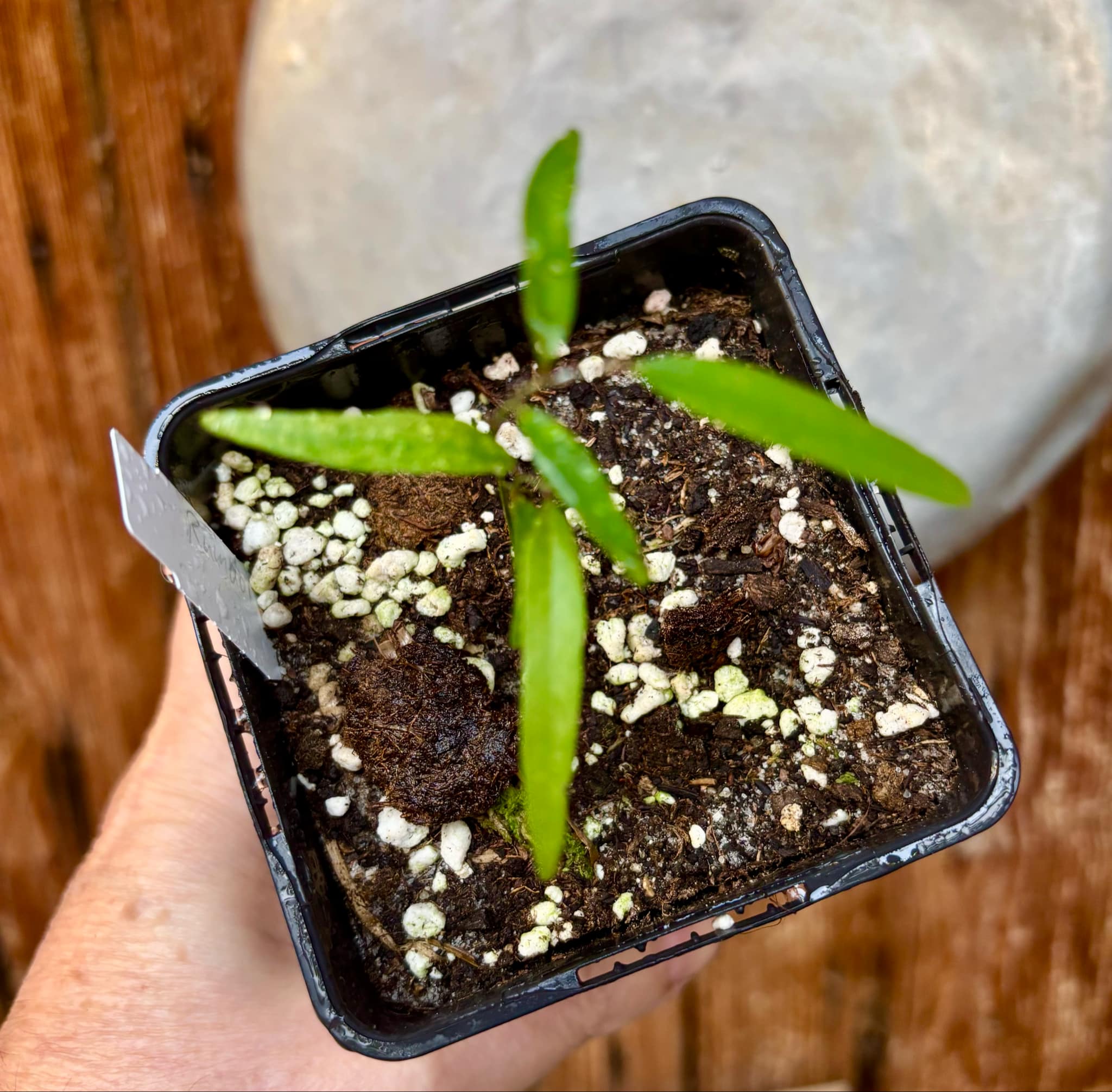 Rumdol (Sphaerocoryne lefevrei) - 1 small potted seedling / 1 kleiner, getopfter Sämling
