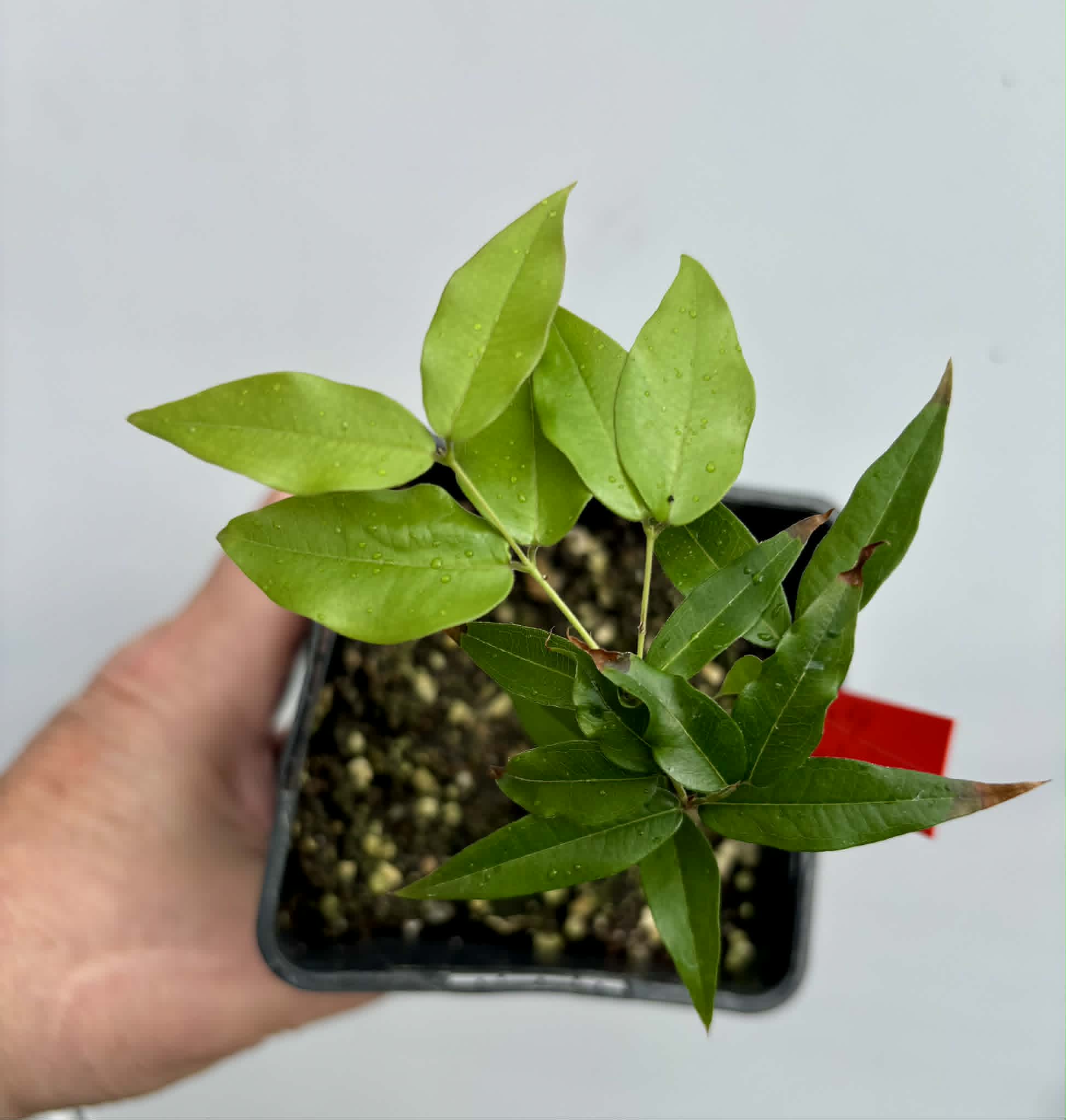 Plinia sp. do Frade - 1 potted seedling / 1 getopfter Sämling