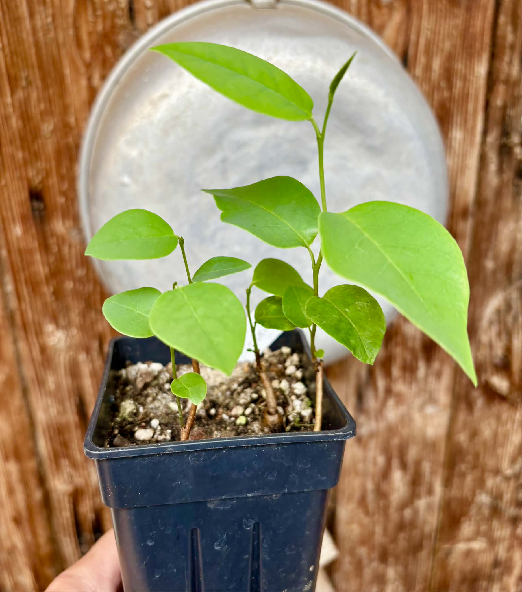 3 in 1 pot - Araticum Pinha (Annona vepretorum)  - 3 seedlings in one pot / 3 Sämlinge in einem Topf