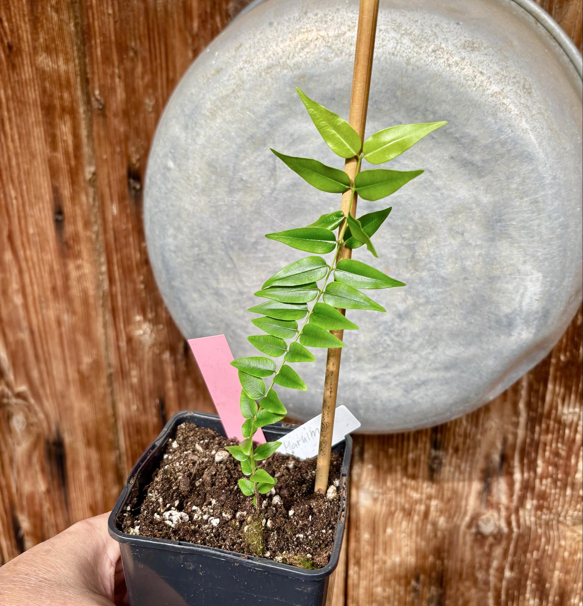 Myrciaria sp Maruim - 1 potted seedling / 1 getopfter Sämling