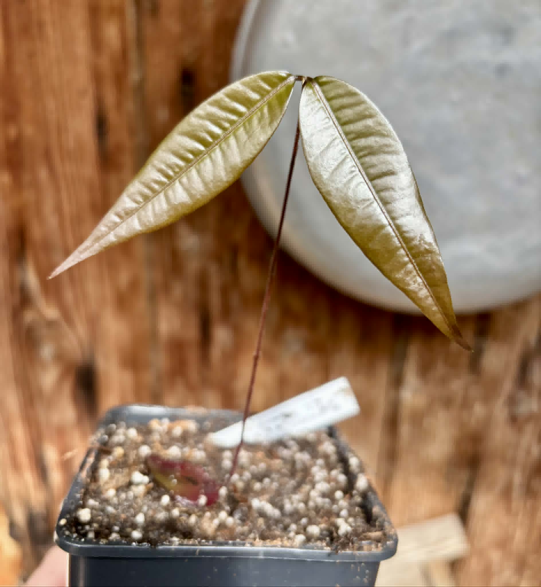 Plinia sp Cambuca vermelha -  1 potted seedling / 1 getopfter Sämling