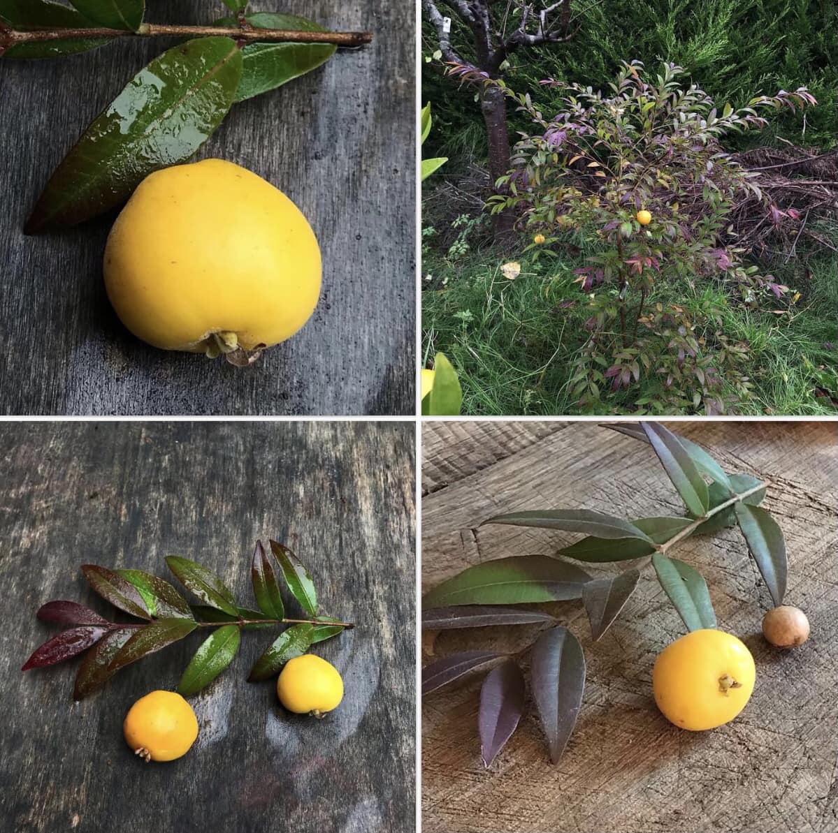 three years old - Uvaia - Eugenia pyriformis -  1 potted plant / 1 getopfte Pflanze