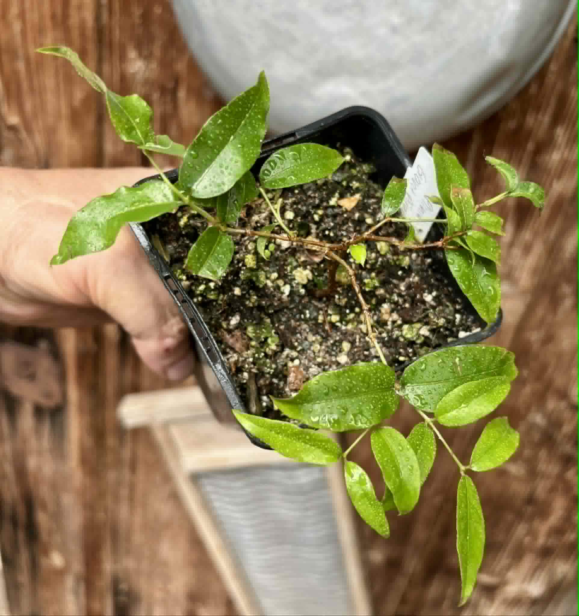 Plinia sp Giant Piray Argentina - 1 potted plant / 1 getopfte Pflanze