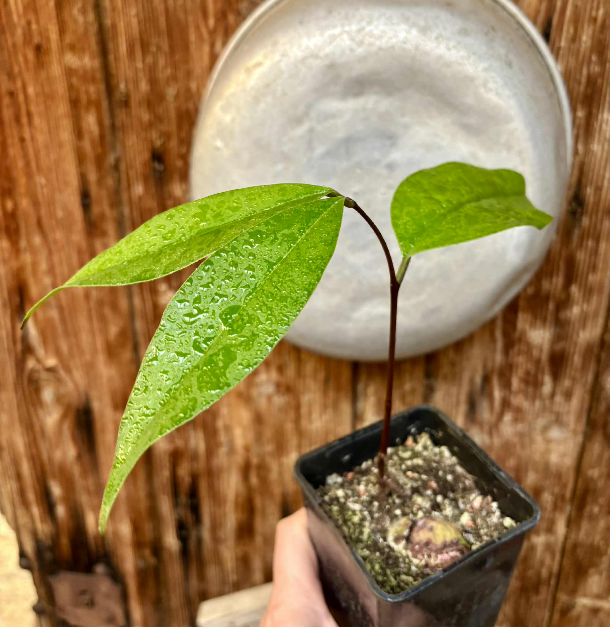 Eugenia sp Maca BIG -  1 potted seedling / 1 getopfter Sämling