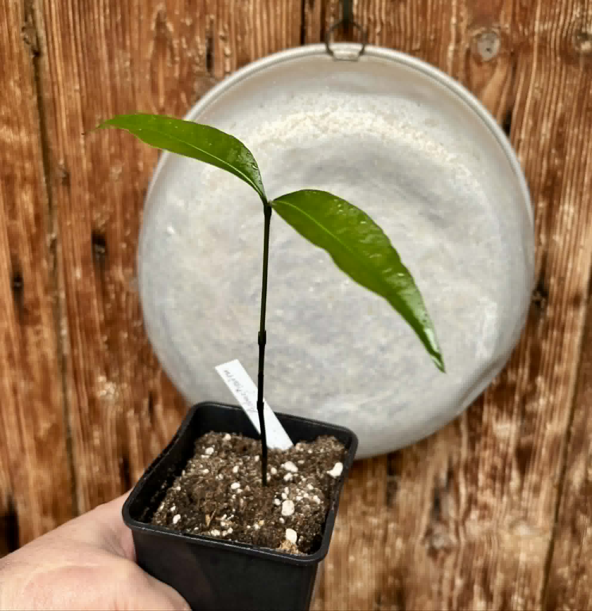 Achachairu (Garcinia humilis) - 1 potted seedling / 1 getopfter Sämling