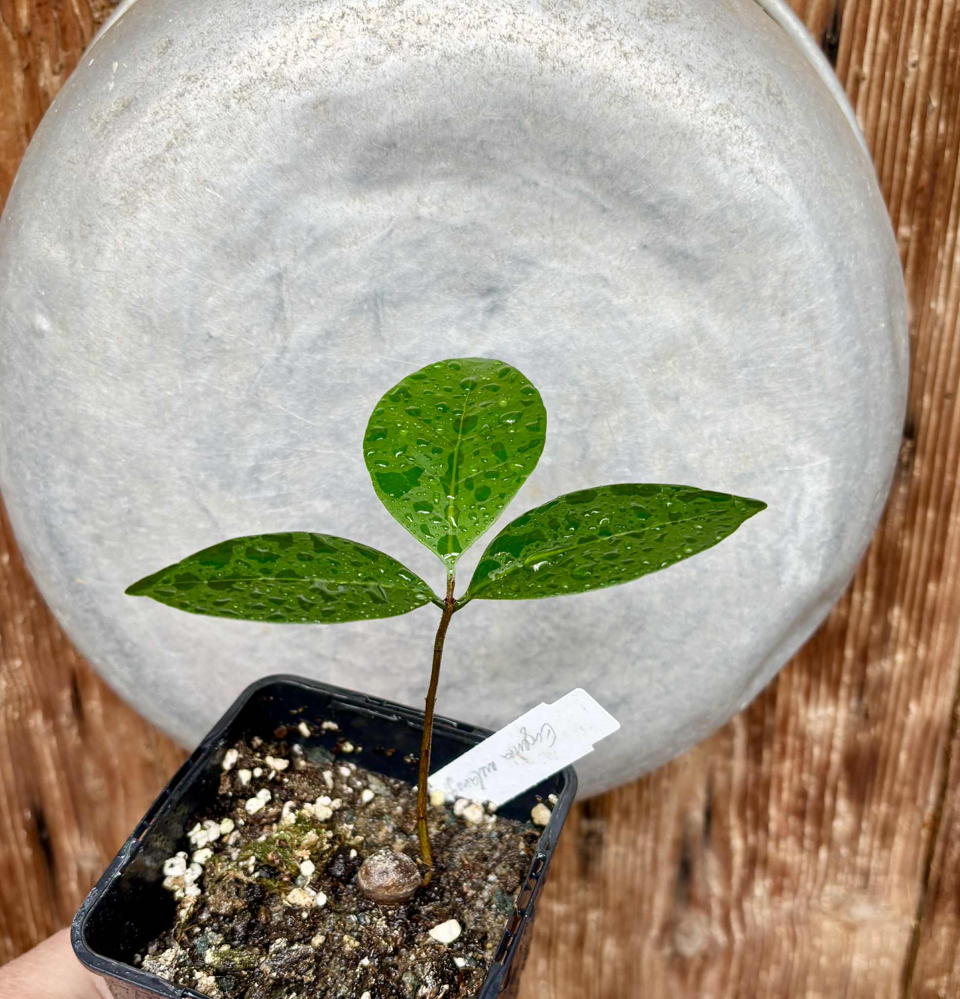 Eugenia melanogyna - 1 potted seedling / 1 getopfter Sämling