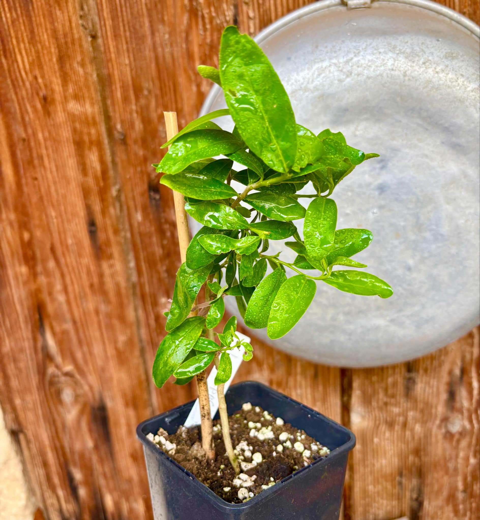 Kei Apple (Dovyalis caffra) Nr. 3 - 1 potted plant / 1 getopfte Pflanze Kei Apple (Dovyalis caffra) Nr. 3 - 1 potted plant / 1 getopfte Pflanze