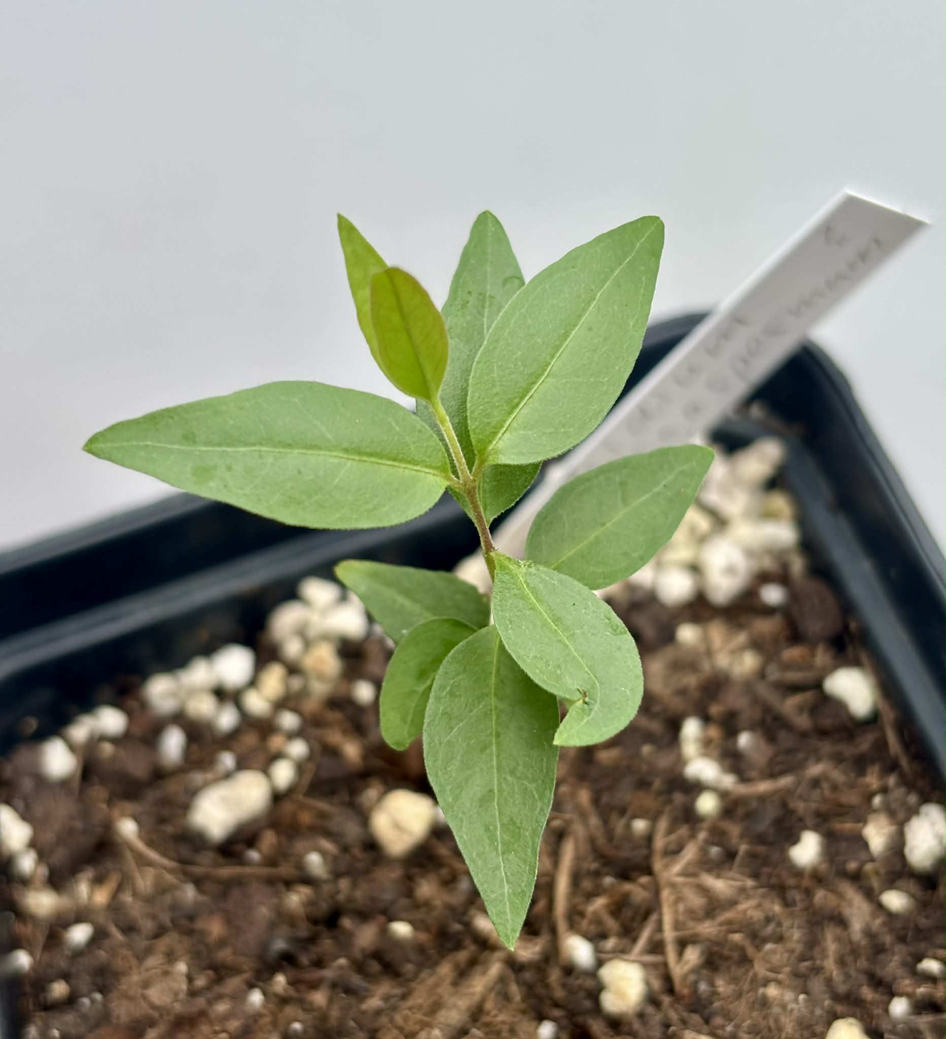 Guayabita (Psidium oligospermum) - 1 potted seedling / 1 getopfter Sämling