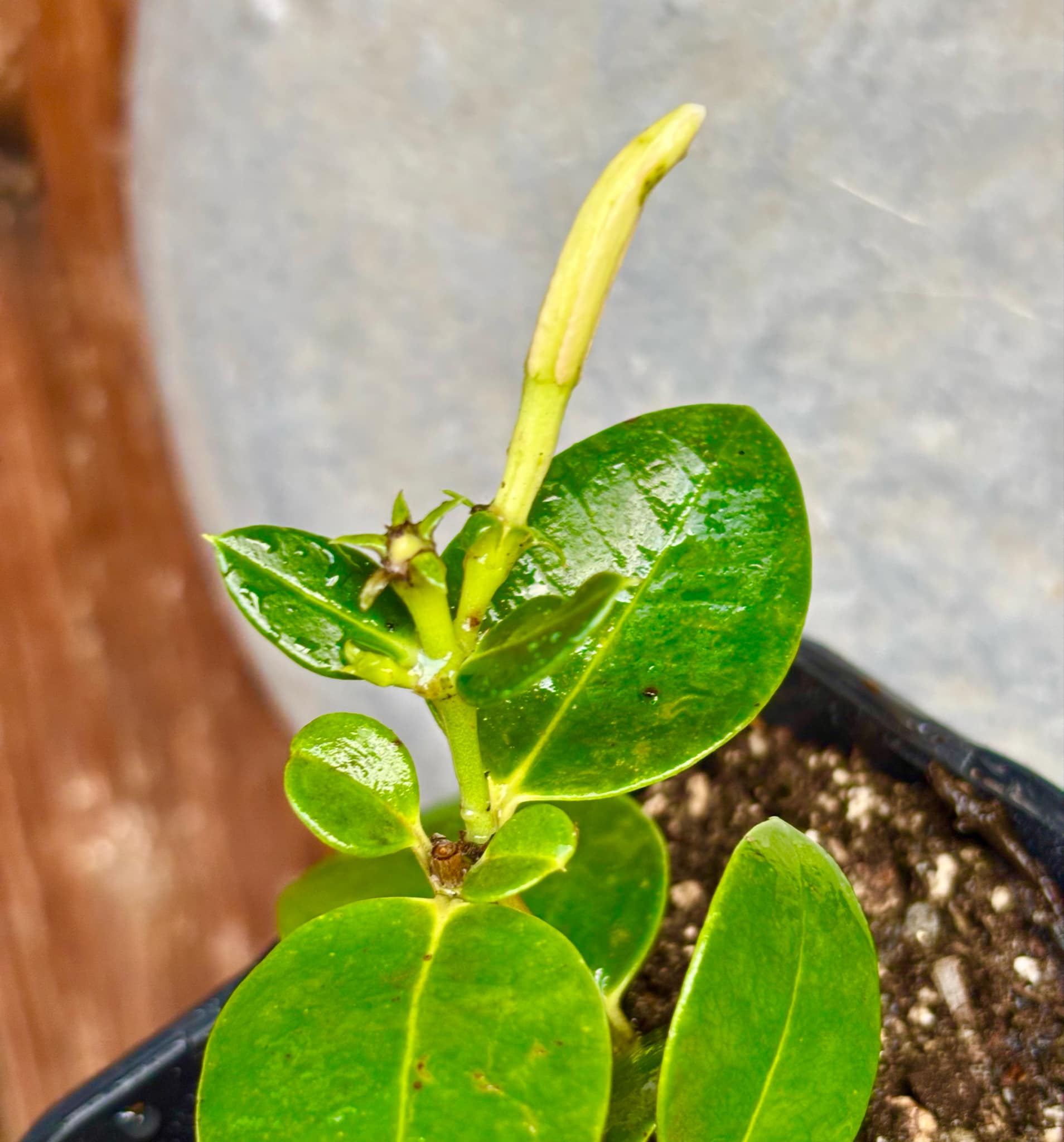 with flowers - Carissa macrocarpa - Natal Plum - rooted cutting - 1 potted rooted cutting / 1 getopfter, bewurzelter Steckling