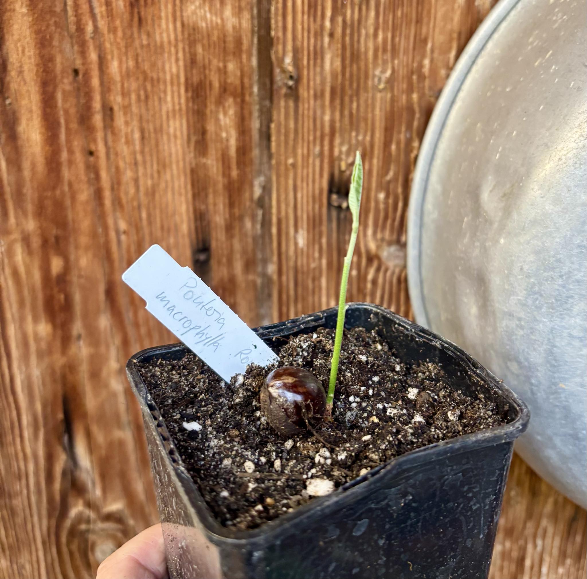Pouteria macrophylla - 1 potted seedling / 1 getopfter Sämling