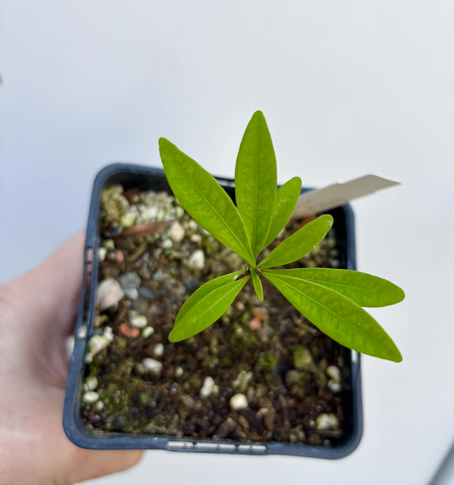 Eugenia schottiana -  1 potted seedling / 1 getopfter Sämling