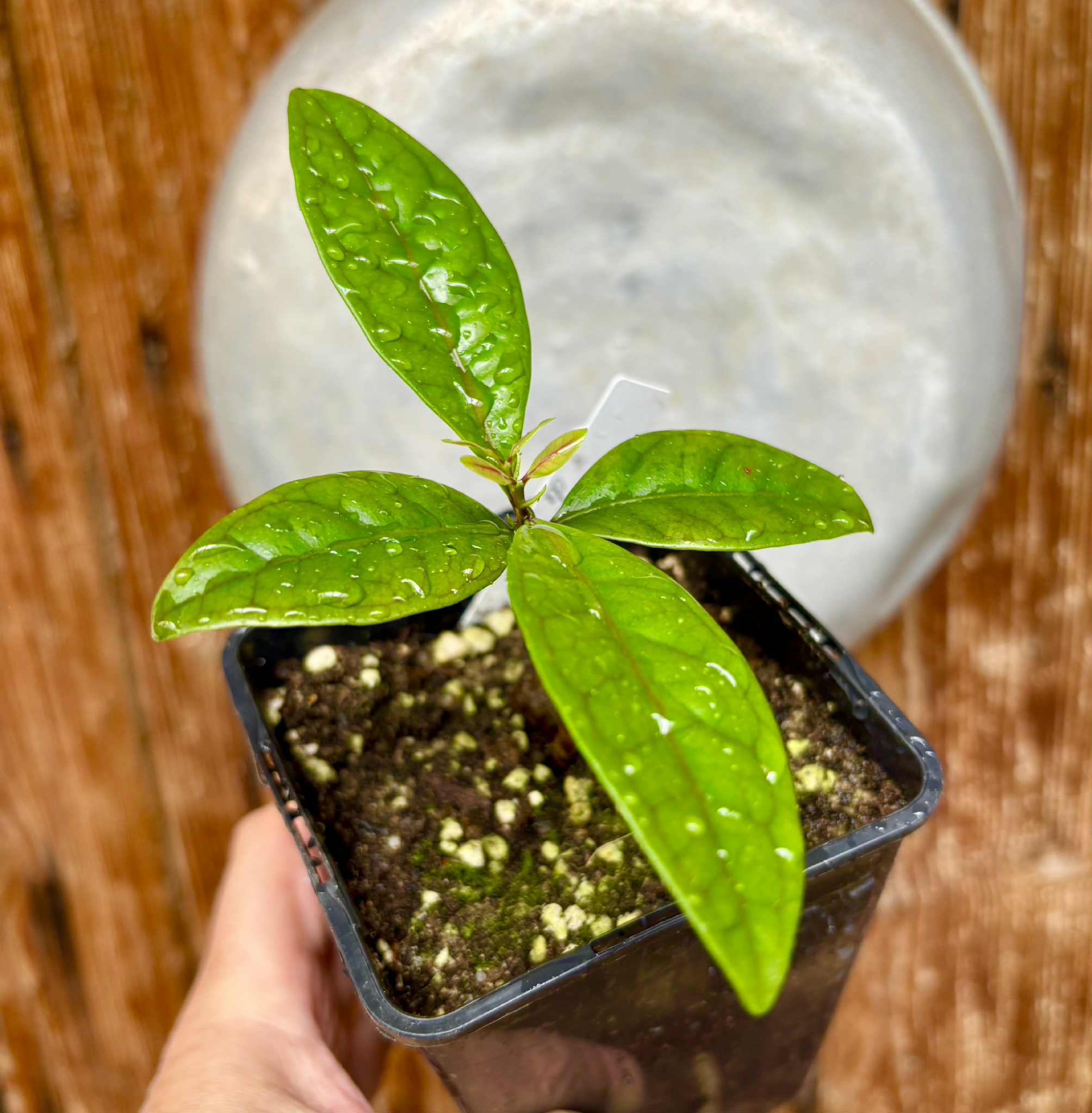 Eugenia sp de Talo -  1 potted seedling / 1 getopfter Sämling