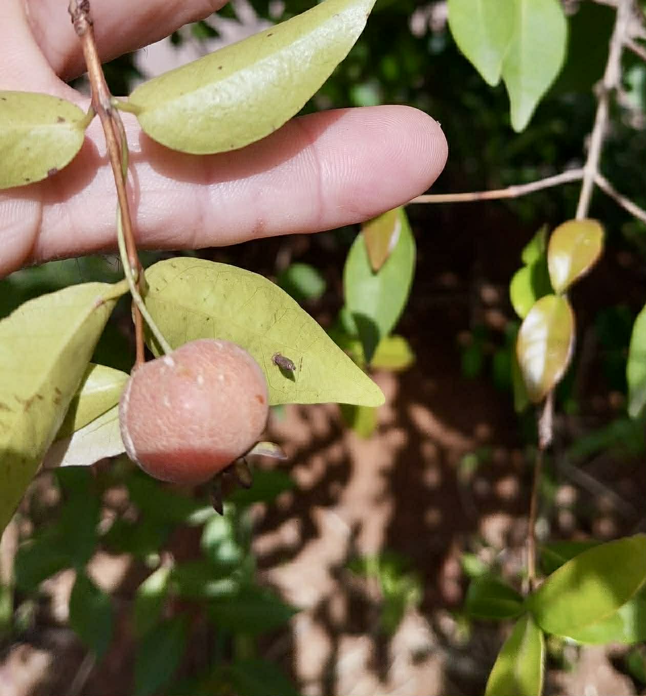 Pre Order - Eugenia sp Pitanguinha Orange - 1 fresh seed / 1 frischer Samen
