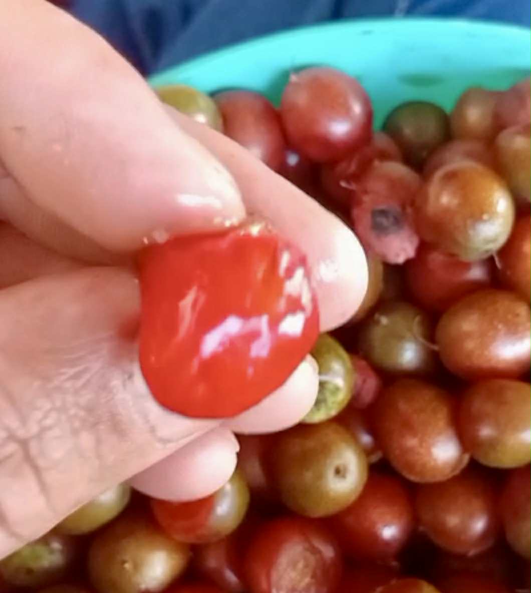 Pseudolmedia sp Amazonas  - 1 fresh seed / 1 frischer Samen