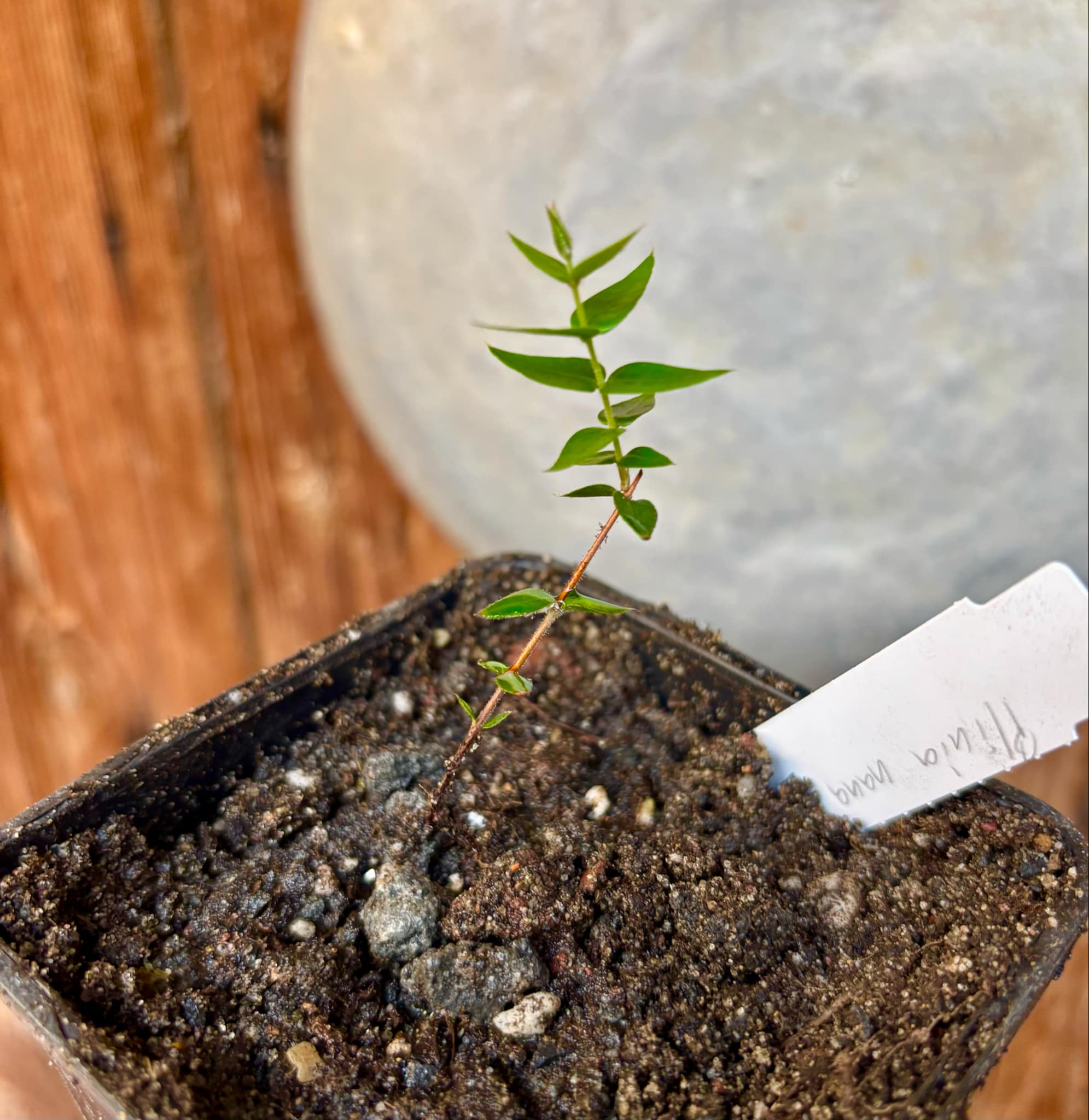 Plinia nana - 1 small potted plant / 1 kleine, getopfte Pflanze