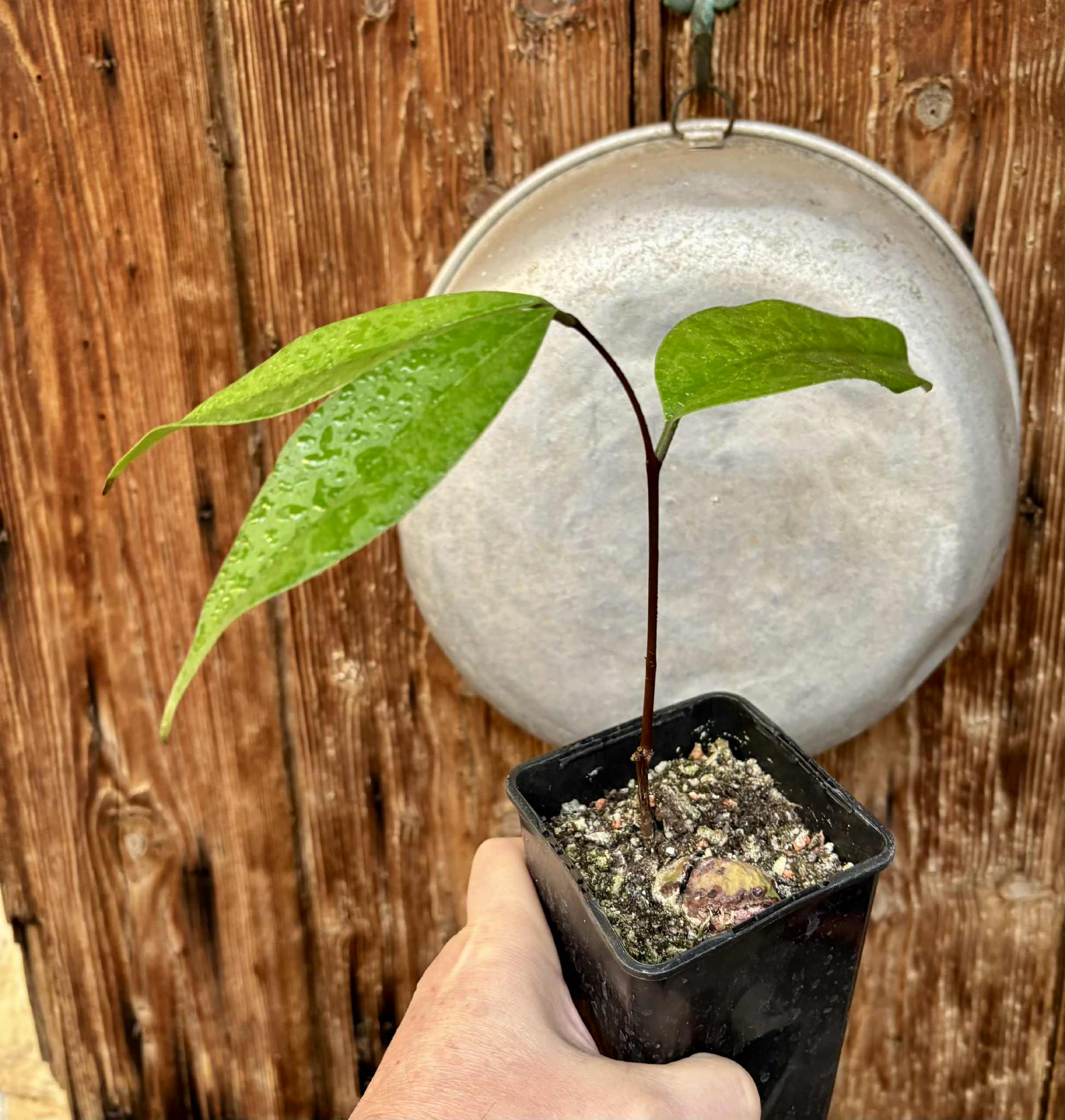 Eugenia sp Maca BIG -  1 potted seedling / 1 getopfter Sämling