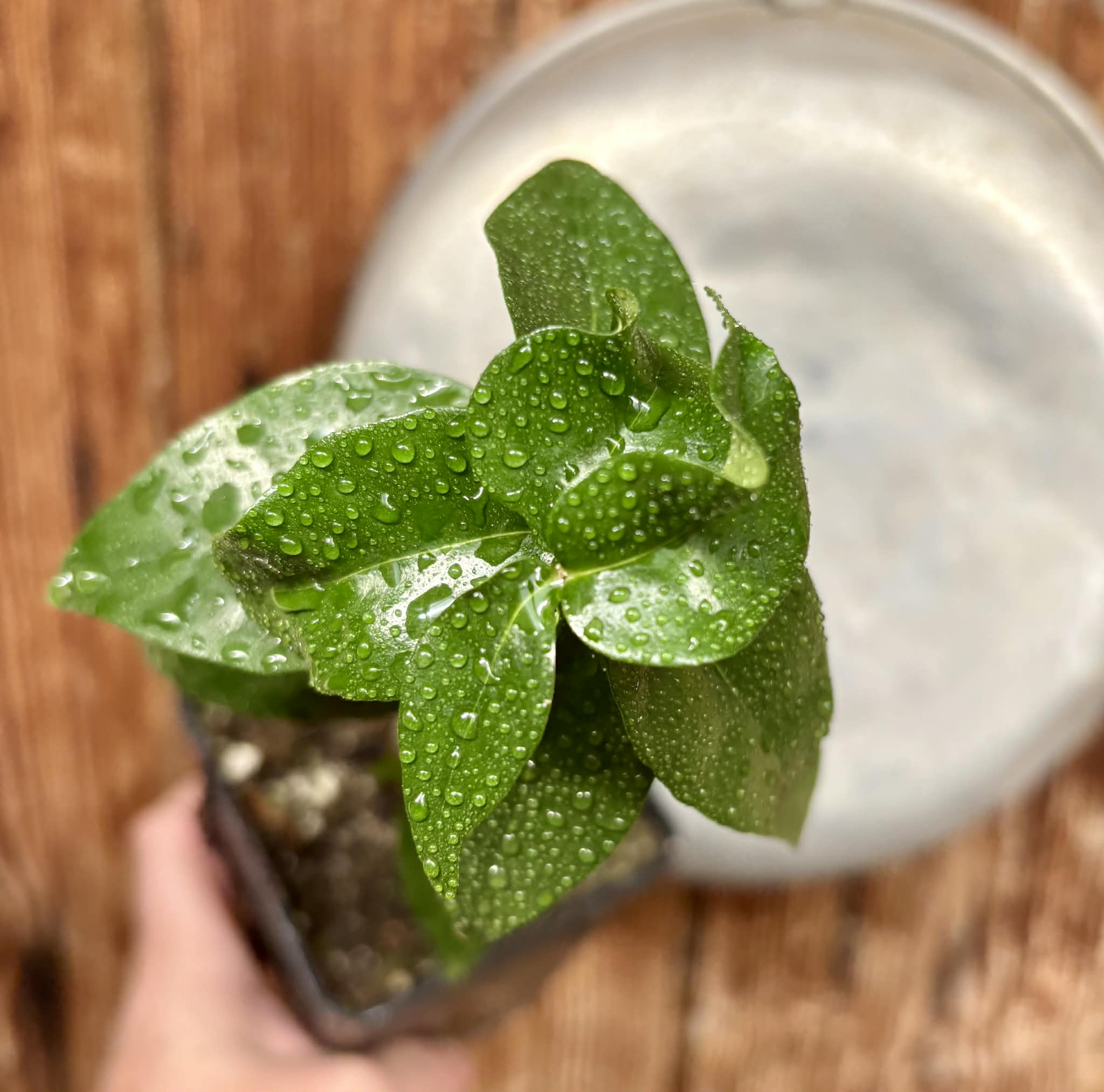Eugenia uniflora var. Gigante Pitangao  - 1 potted seedling / 1 getopfter Sämling