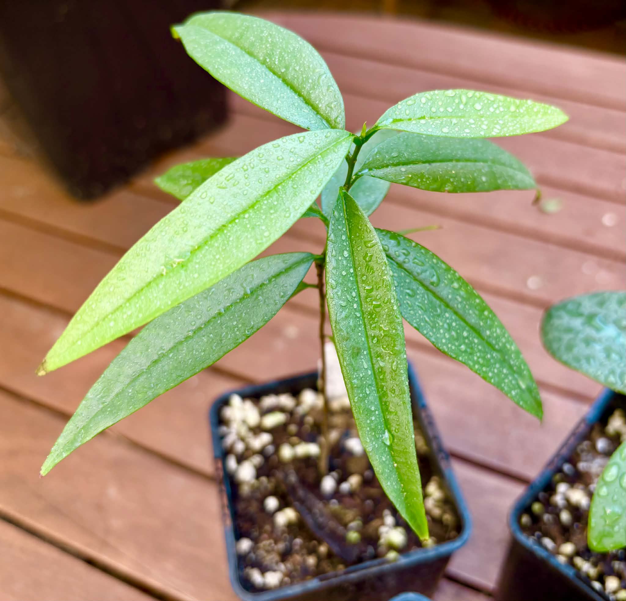 Collection of 5 Eugenia -  5 different potted Eugenia / 5 verschiedene, getopfte Eugenia