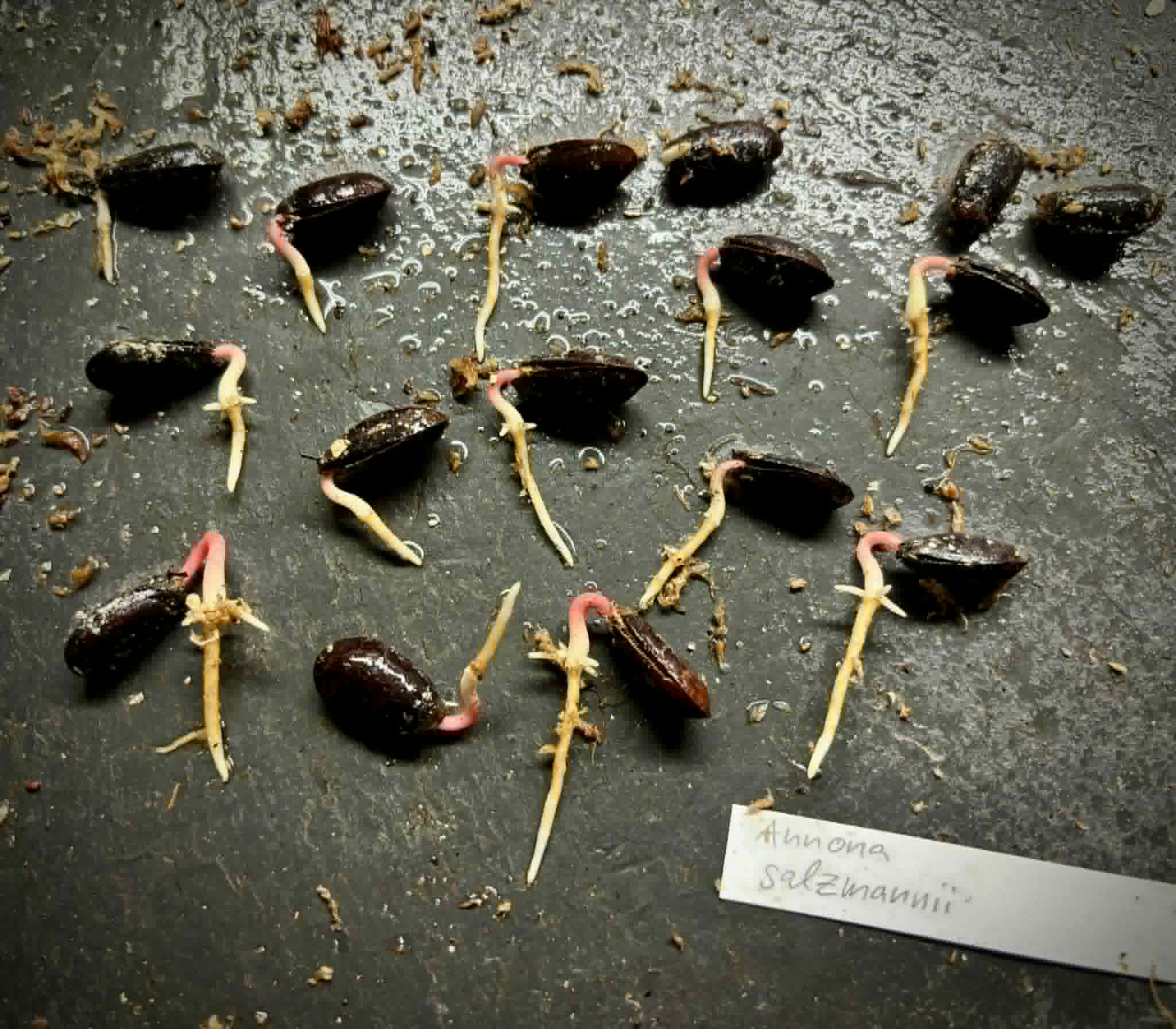 Annona salzmannii - 1 germinated seed / 1 gekeimter Samen