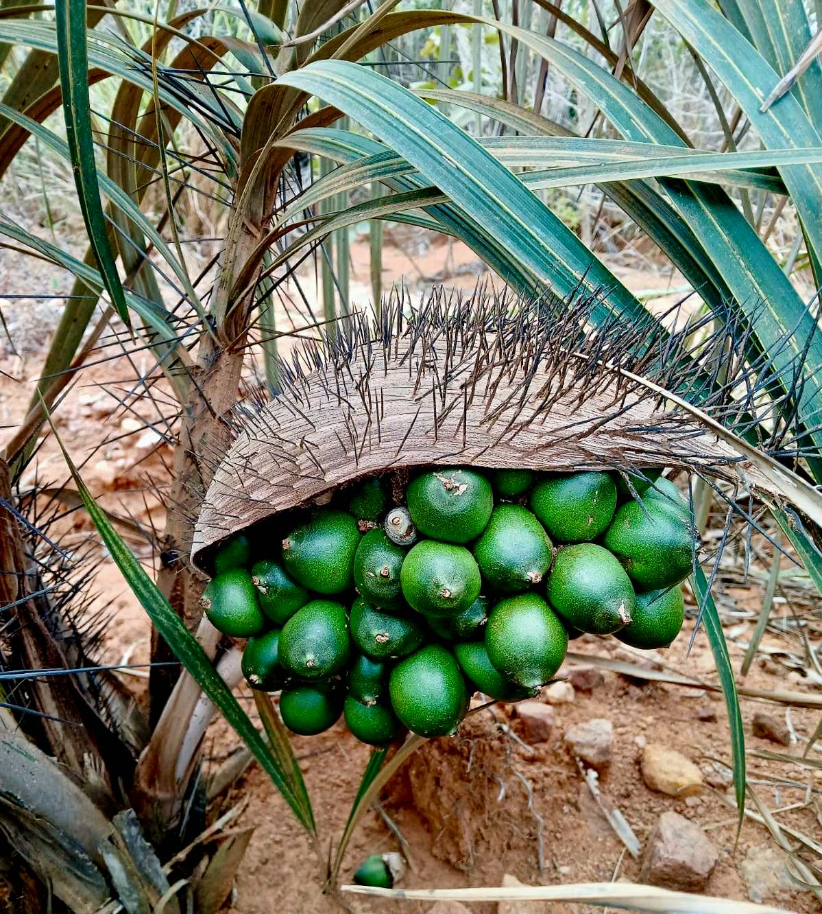 Astrocaryum campestre -  1 fresh seed / 1 frischer Samen