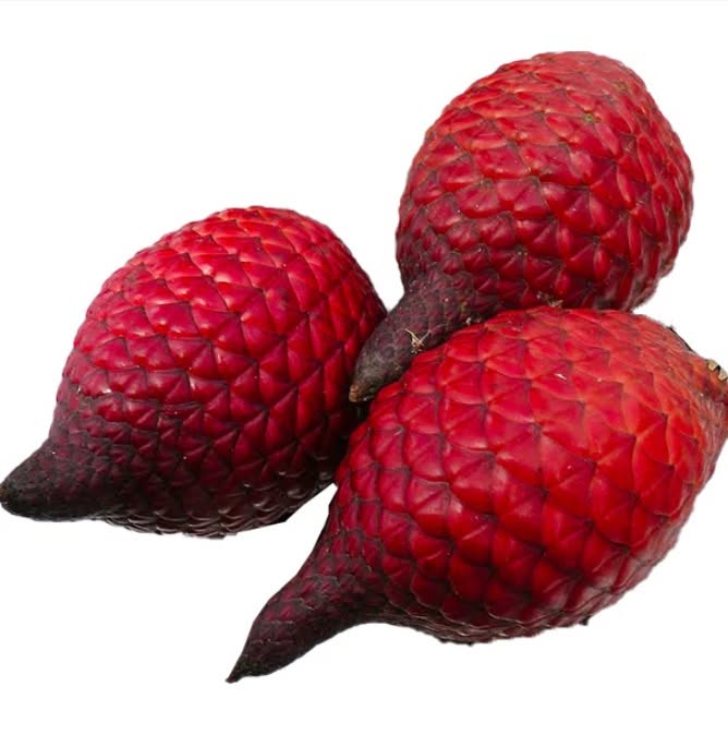Pre Order - Ridan Salak (Salacca affinis) -  91 fresh seed / 1 frischer Samen