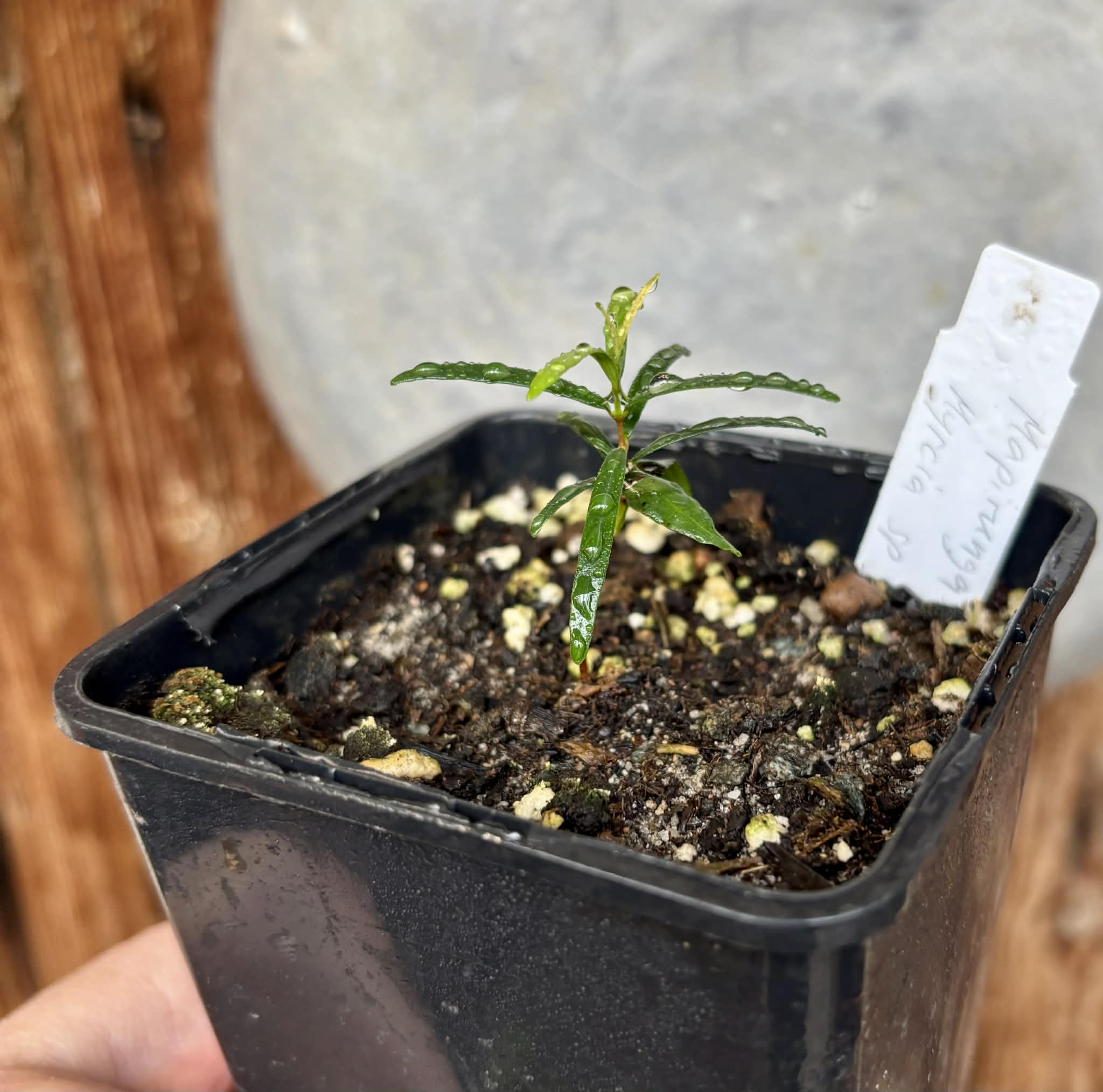 Mapirunga (Myrcia sp.)  - 1 small potted seedling / 1 kleiner, getopfter Sämling