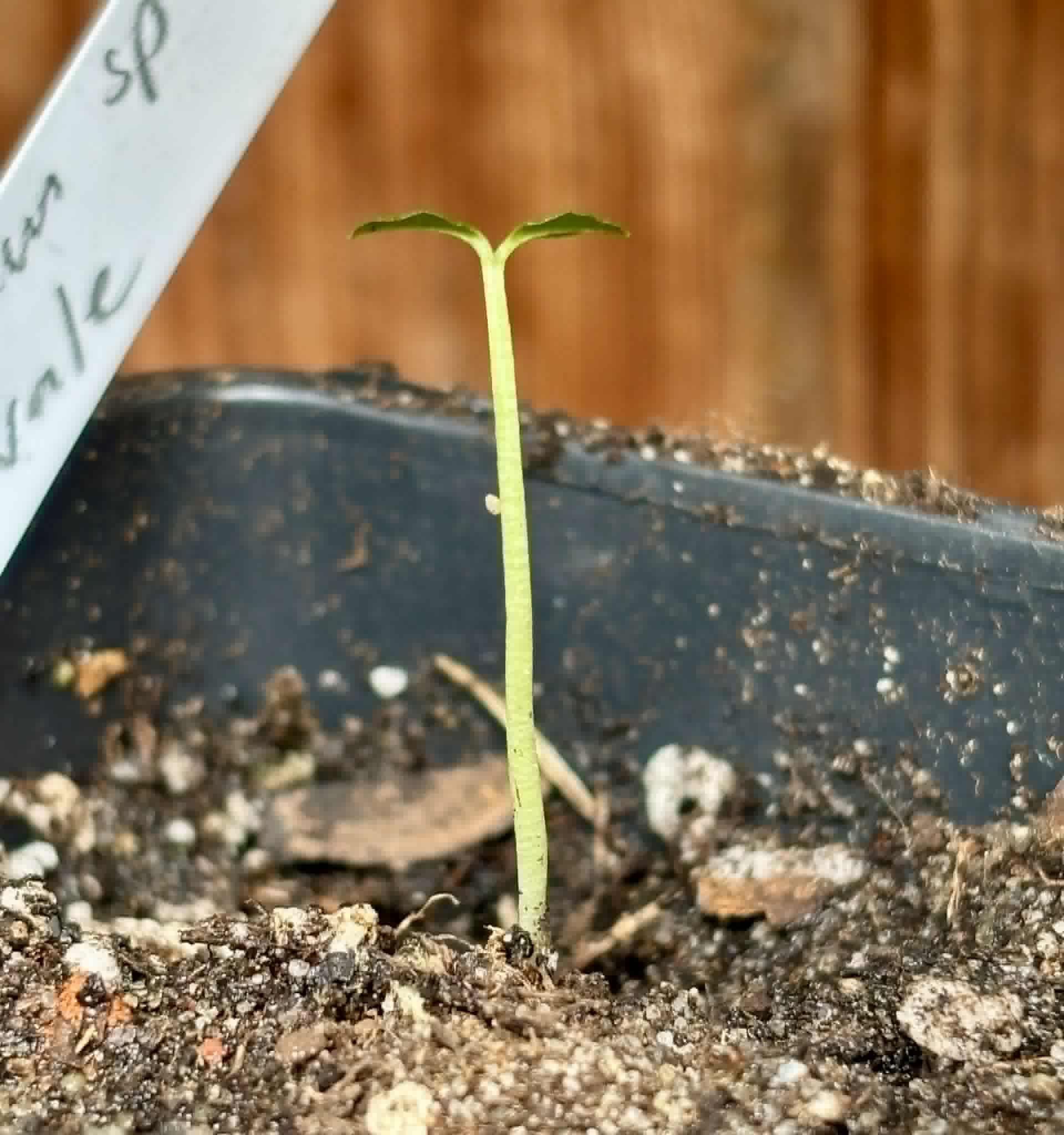 Psidium sp Dovale -  1 potted seedling / 1 getopfter Sämling