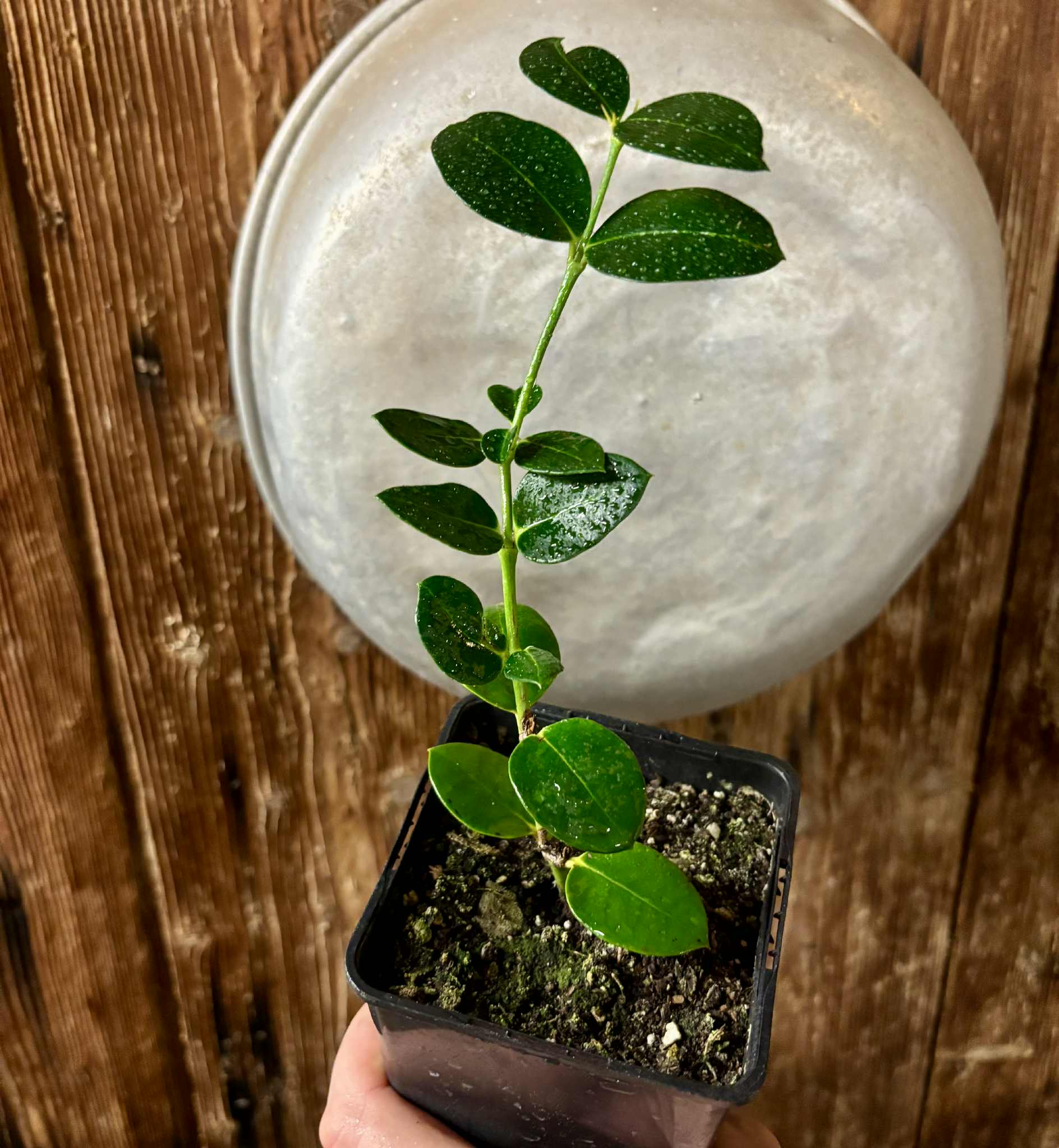Carissa macrocarpa - Natal Plum - rooted cutting - 1 potted rooted cutting / 1 getopfter, bewurzelter Steckling