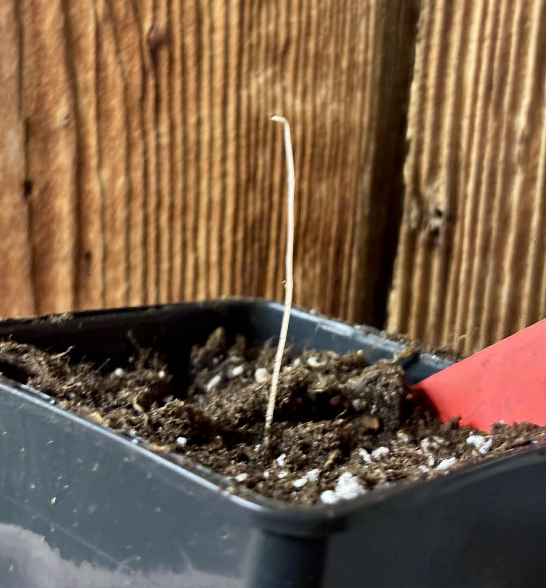 Plinia sp. fruta verde - folha miúda - 1 potted seedling / 1 getopfter Sämling