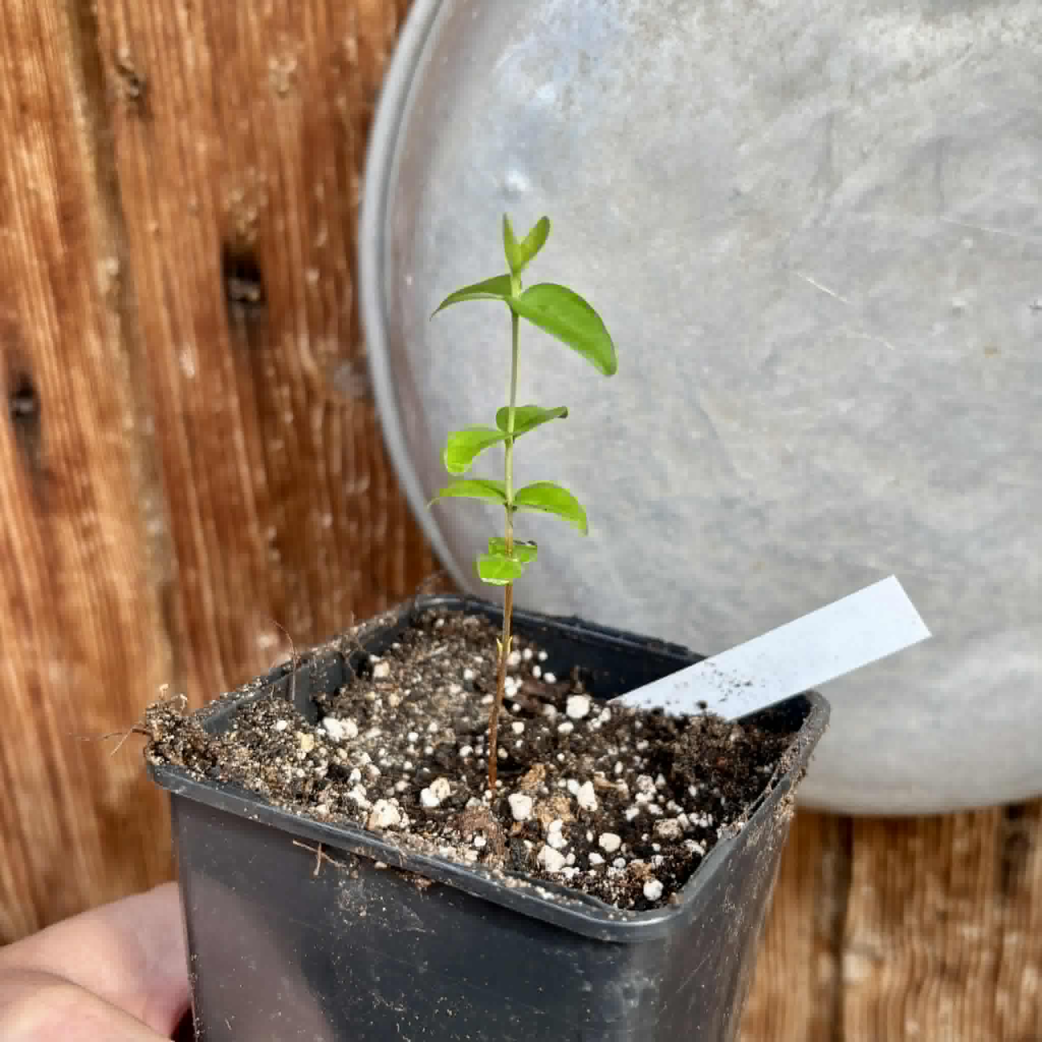 Eugenia sp Palometa - 1 potted seedling / 1 getopfter Sämling