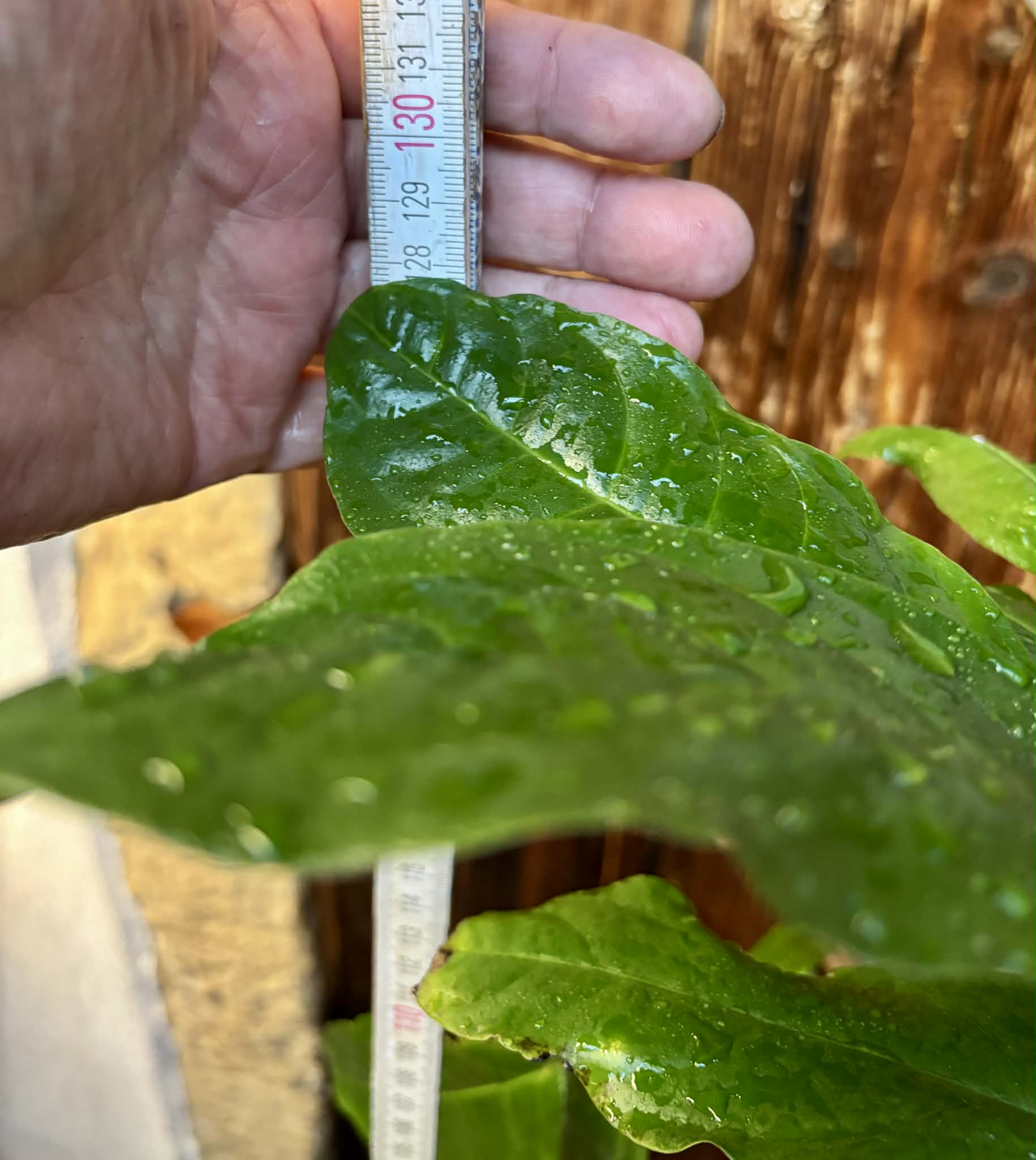 Long Pepper  (Piper longum) - 1 potted plant / 1 getopfte Pflanze