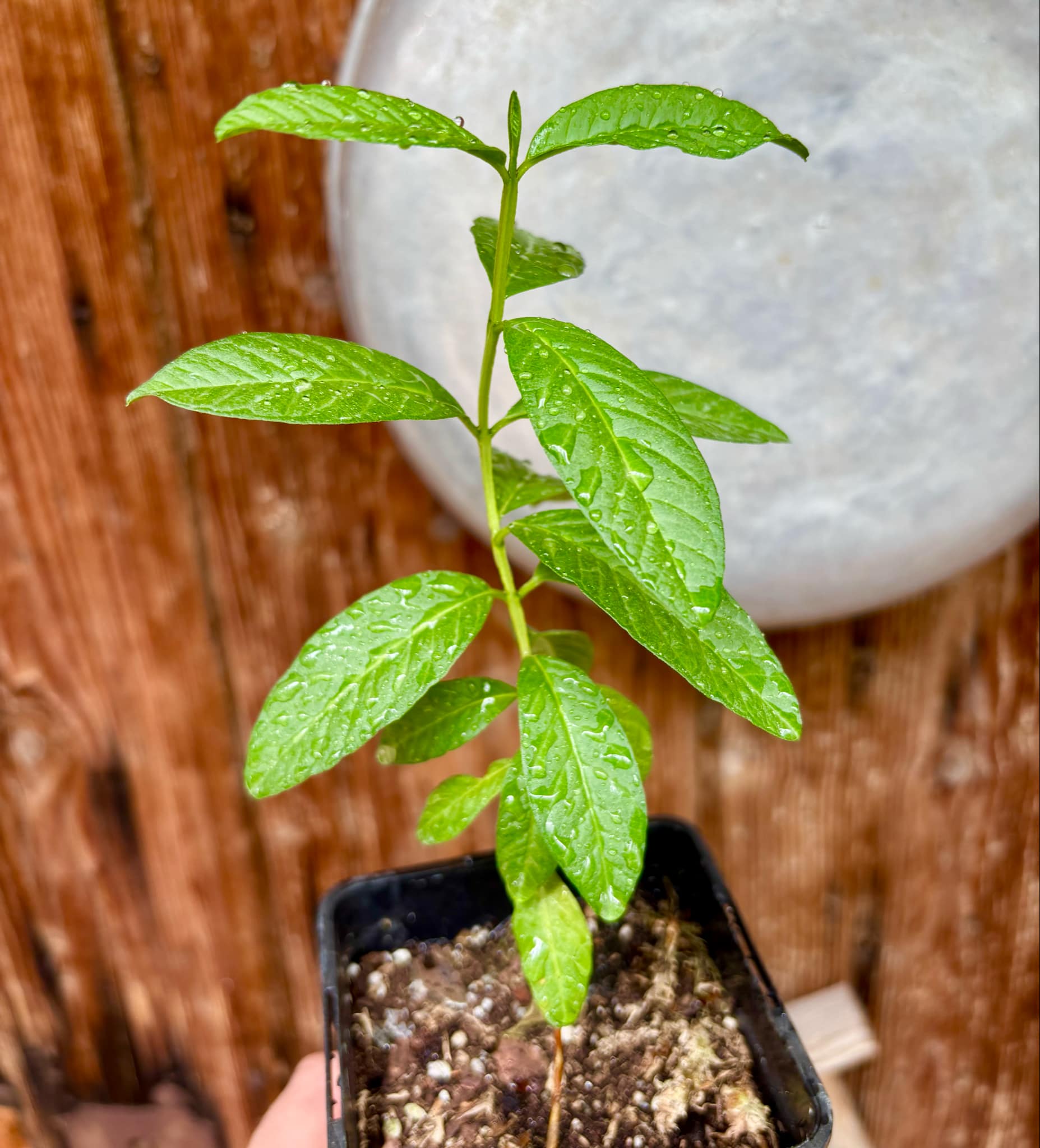 Psidium guajava - Peach - 1 potted plant / 1 getopfte Pflanze