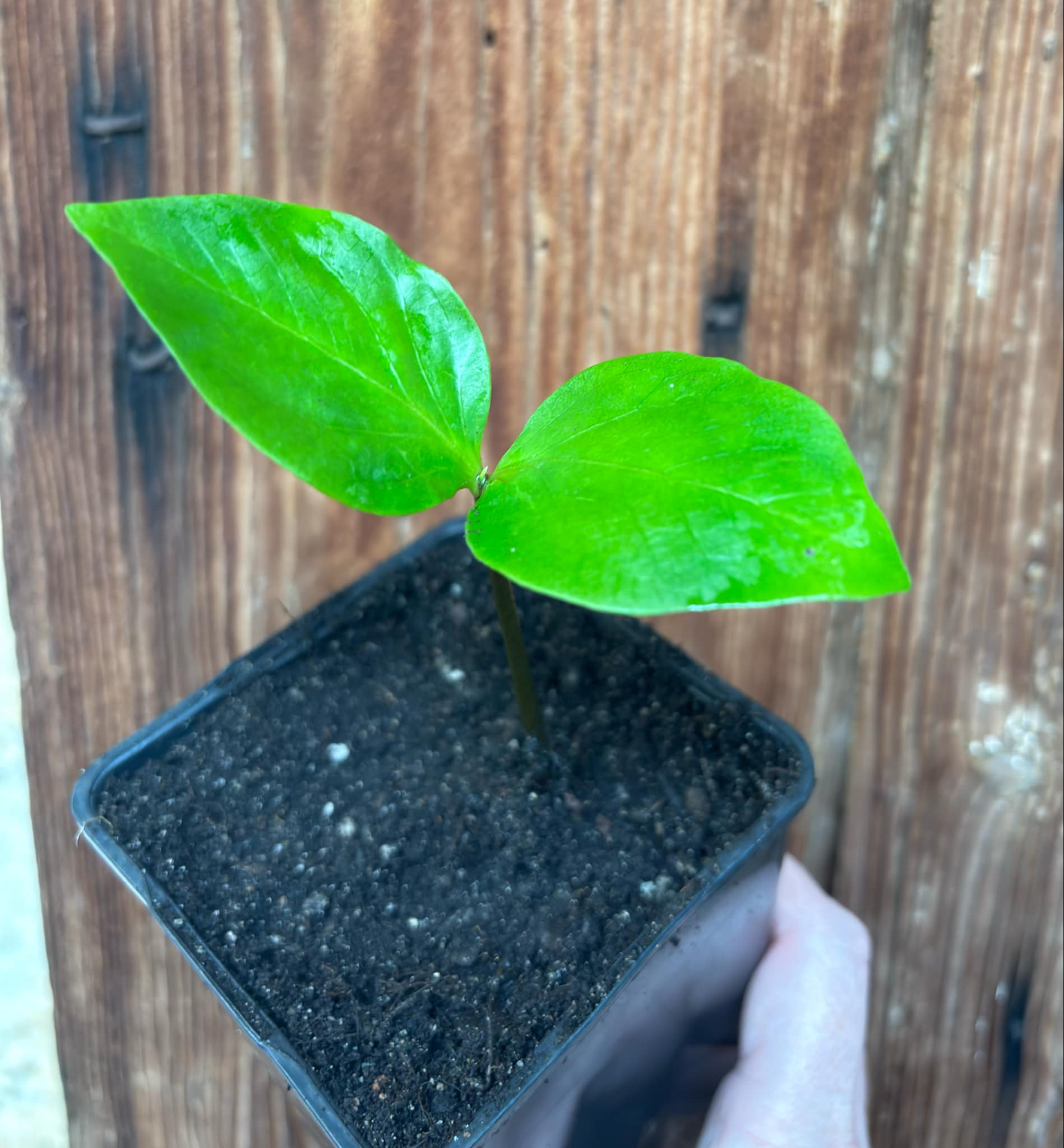 Diospyros nigra - Black Sapote var. Bernecker - 1 potted seedling / 1 getopfter Sämling