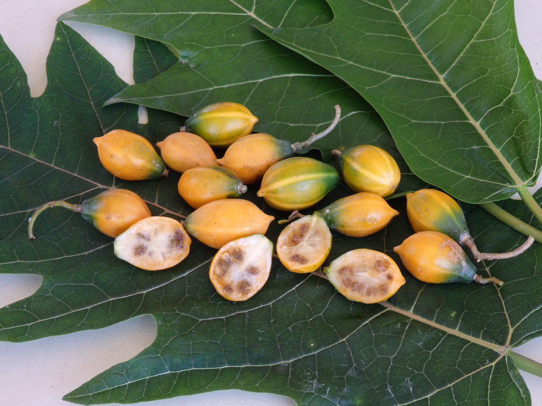 4 years old - Oak Leaf Papaya (Vasconcellea quercifolia) - 1 potted plant / 1 getopfte Pflanze