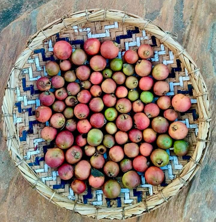 Araca roxo (Psidium rufum)  - 1 potted plant / 1 getopfte Pflanze