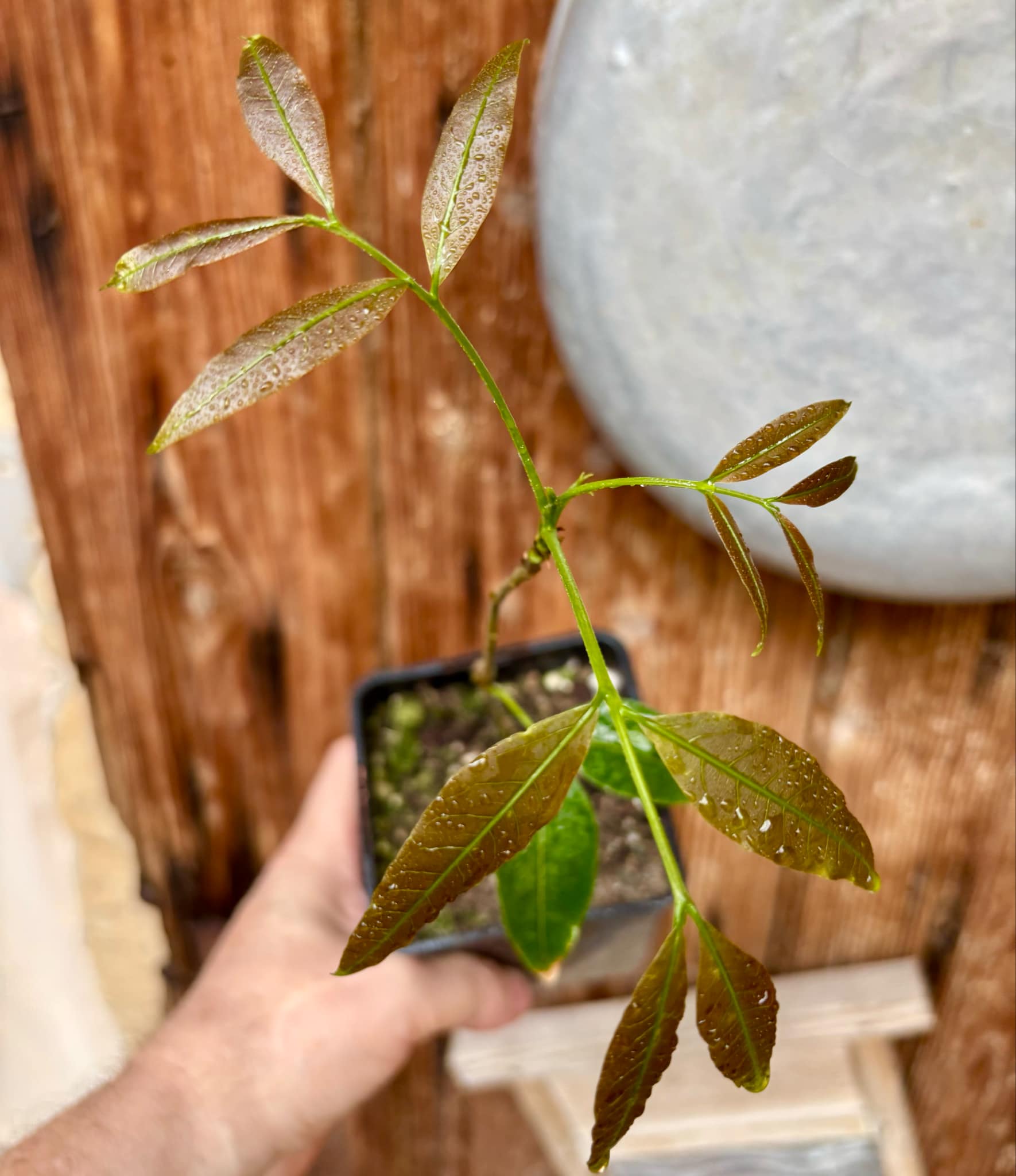 Talisia esculenta - Pitomba do Nordeste - 1 potted plant / 1 getopfte Pflanze
