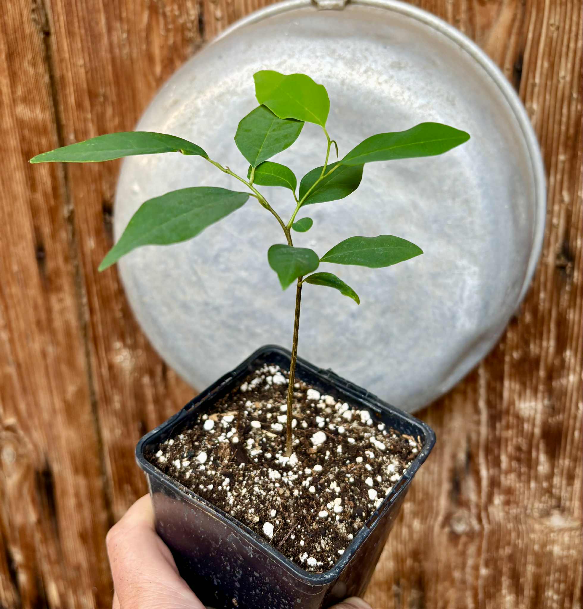 Annona emarginata - 1 potted plant / 1 getopfte Pflanze