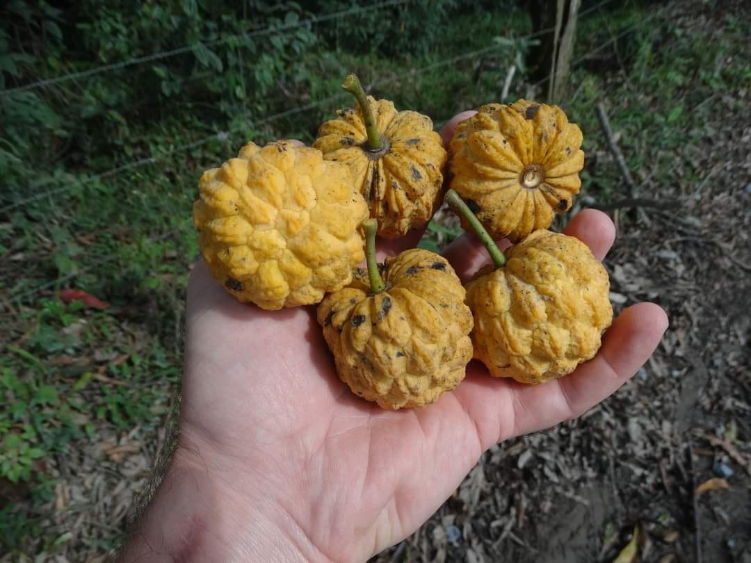 Annona sylvatica - 1 fresh seed / 1 frischer Samen