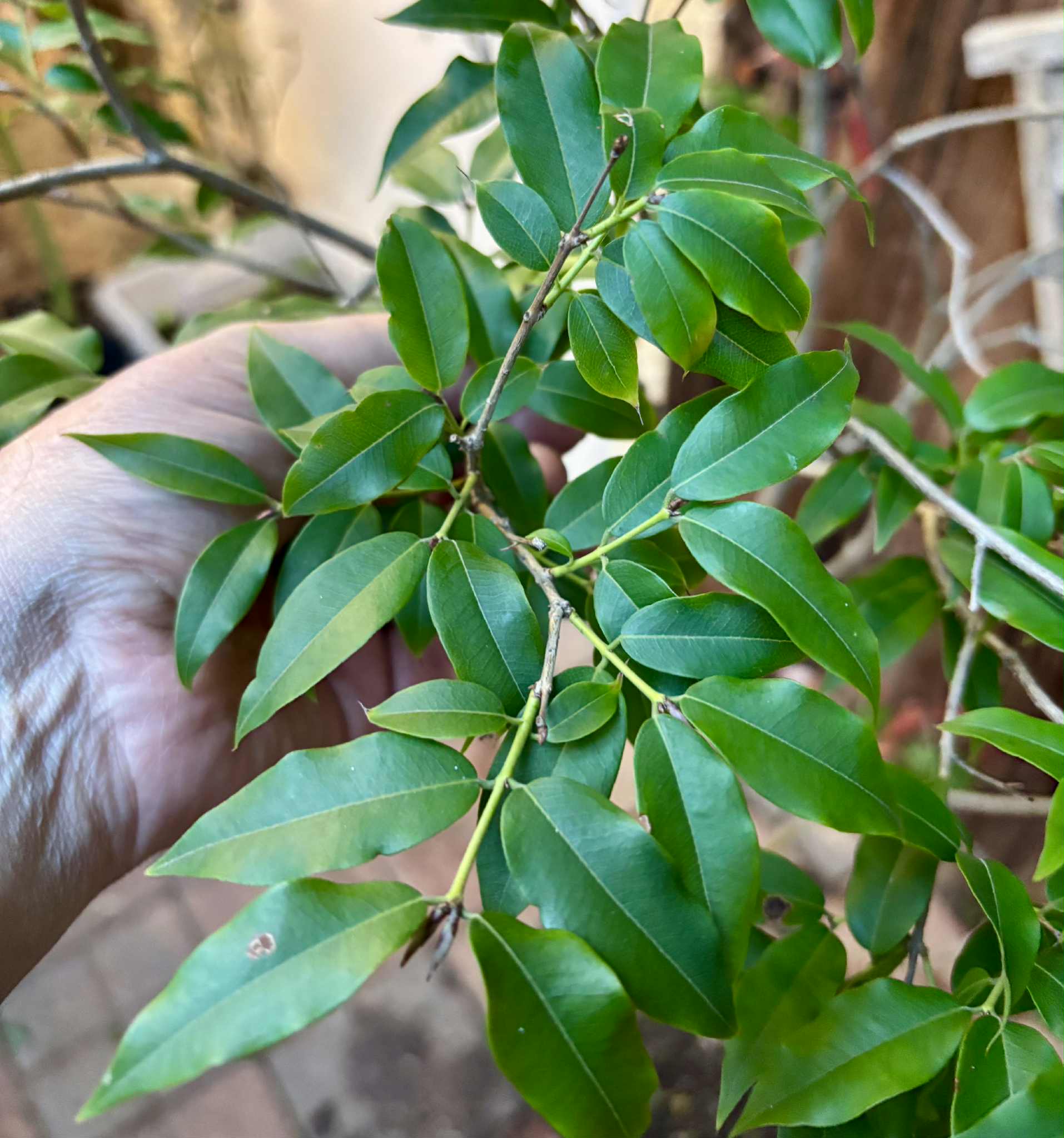 10 years old - Jaboticaba Acu Paulista (Plinia cauliflora var Acu Paulista) - 1 potted plant / 1 getopfte Pflanze
