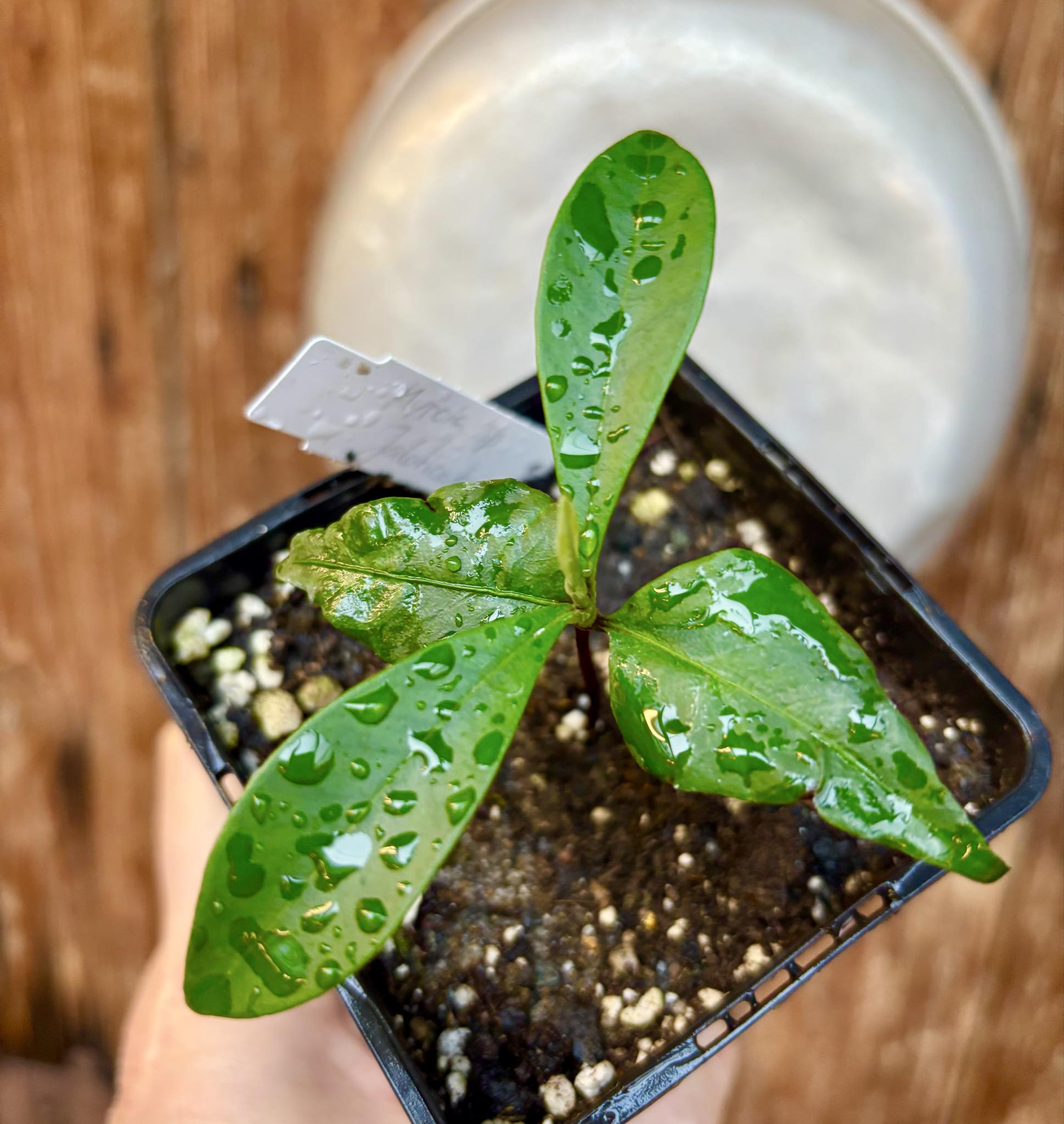 Myrcia sp Jaboticaba Bahia -  1 small potted seedling / 1 kleiner, getopfter Sämling