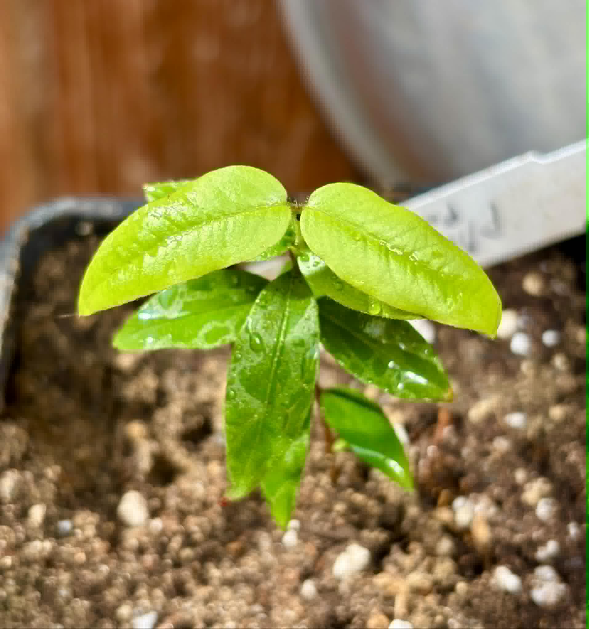 Plinia sp Pai Pedro -  1 potted seedling  / 1 getopfter Sämling